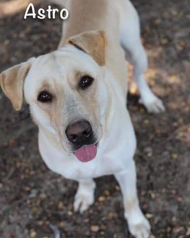 Foster homes needed!! Astro is one of our dogs that needs a foster or adopter right away.  His current foster saved his life but her dog doesn't like him.  He is a sweet lab mix, just about 16 months old. He would love a yard to play in and run , but he has adjusted to an apartment and is crate trained.  Can you help?  Please fill out our foster application and we will call you asap. <a target='_blank' href='https://www.instagram.com/explore/tags/LAPdog/'>#LAPdog</a> <a target='_blank' href='https://www.instagram.com/explore/tags/FosterHomesSaveLives/'>#FosterHomesSaveLives</a> <a target='_blank' href='https://www.instagram.com/explore/tags/LABpuprescue/'>#LABpuprescue</a> https://www.laprescue.org/foster-application.html