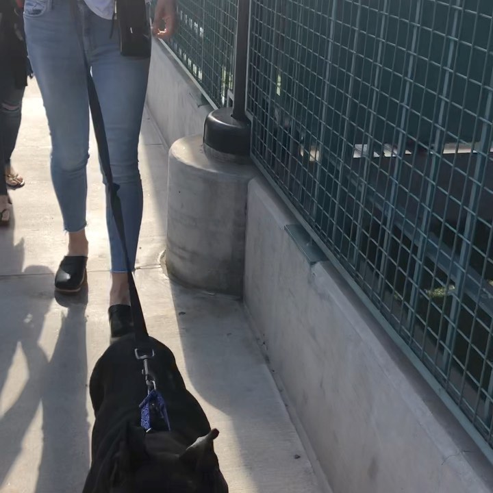 Freedom walk friday! With her shelter days behind her, MULAN, the Fearless warrior, has settled nicely into her foster home. She will need surgery for her injured hind leg, which is what put her on Orange medical alert @westla_shelter  where she has been since June. Our friends took good care of her there, but now it’s time to go. If you would like to donate towards her medical care, click link in bio or visit our website to learn how you can adopt this energetic and loving gal <a target='_blank' href='https://www.instagram.com/explore/tags/mulan/'>#mulan</a> <a target='_blank' href='https://www.instagram.com/explore/tags/fosteringsaveslives/'>#fosteringsaveslives</a>