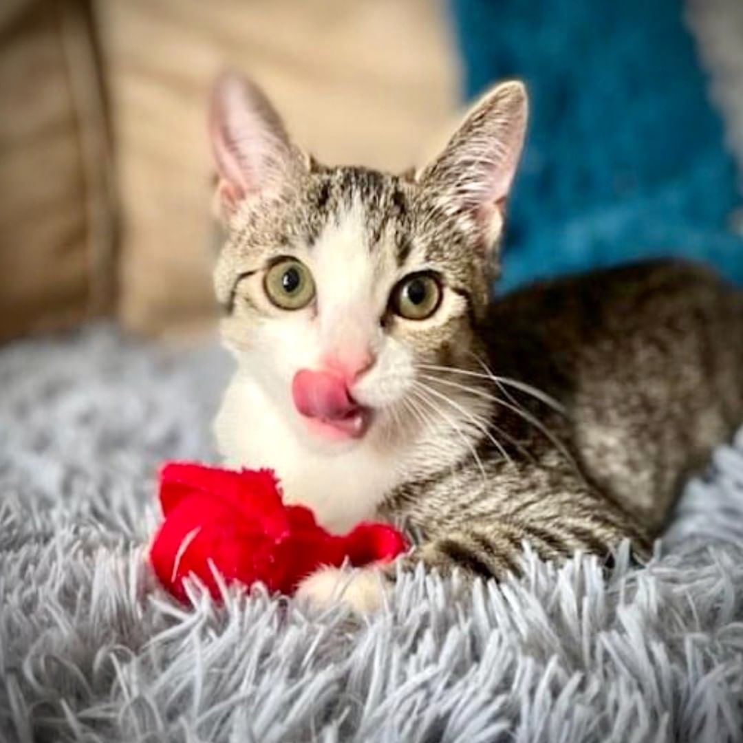 Valentina & her siblings are currently accepting pets & purrs at Petsmart 5883 Poplar 🎀 We will have at least 10 more joining for the adoption event SAT. from 11-2. We have all ages, genders, personalities & colors that you could possibly desire. Foster opportunities available too. Go meet this angel kitty! Questions? cats@memphispetsalive.org or get approved on our website. www.memphispetsalive.org via online app. 

https://www.petfinder.com/search/pets-for-adoption/?shelter_id%5B0%5D=TN800&sort%5B0%5D=recently_added 

<a target='_blank' href='https://www.instagram.com/explore/tags/mpavalentina/'>#mpavalentina</a>