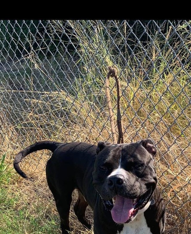 Meet CUBAN!!!!
 This beautiful 80 pound guy was wandering around the streets of Texas. 
  He is super sweet. Has had all his shots, is neutered and he tested HW-!
 Very affectionate. No aggression seen with other dogs, big or small. We would recommend older kids.  Is not good with cats!

https://form.jotform.com/Pulledfromthepits/AdoptaPit