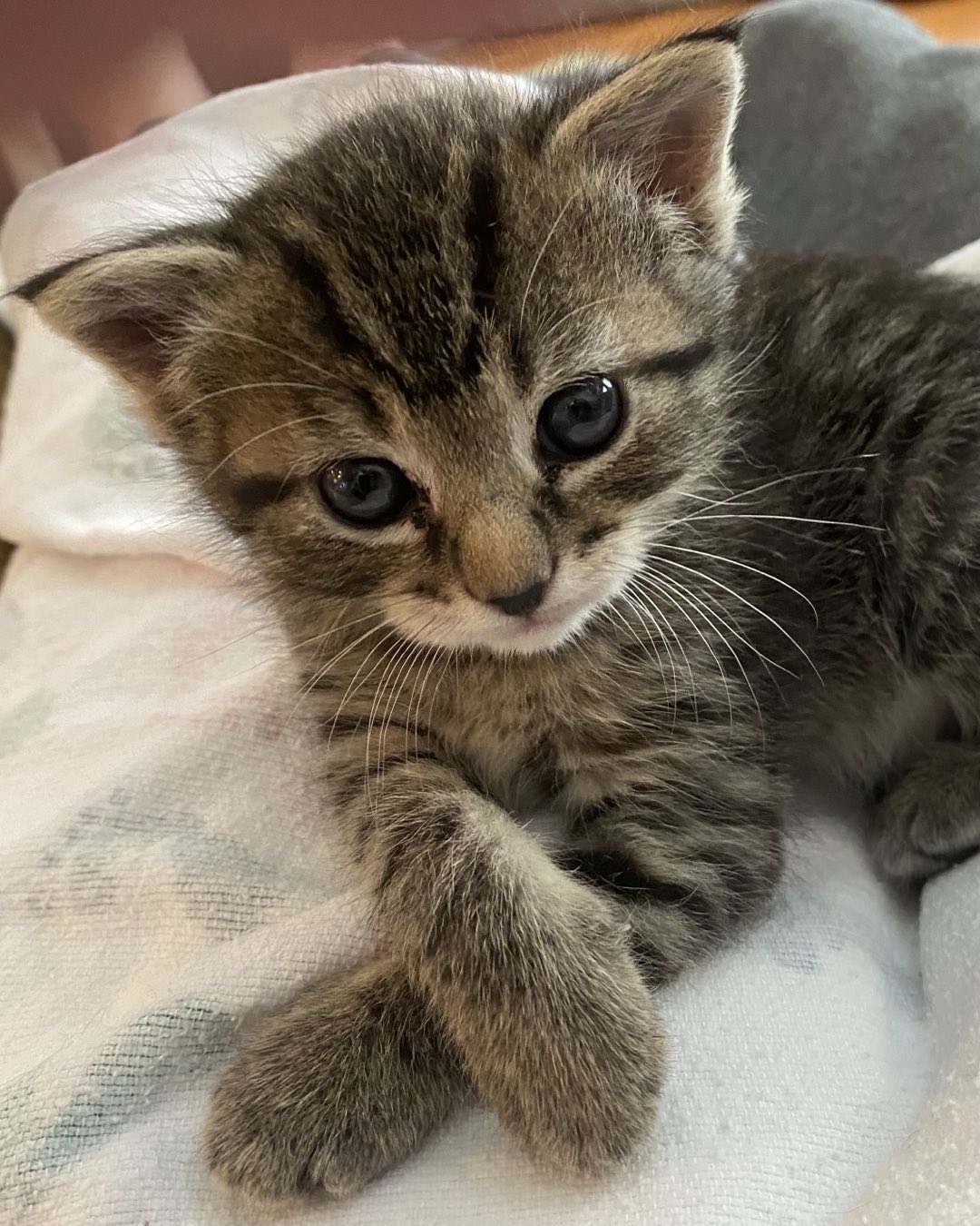 Pumpkin posing for her picture after her bottle time