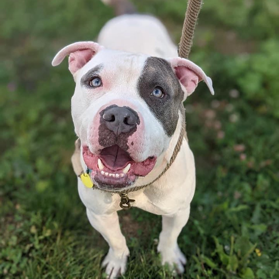 <a target='_blank' href='https://www.instagram.com/explore/tags/TongueOutTuesday/'>#TongueOutTuesday</a> Meet Marvelous Marvel! This super happy, hunky guy is stoked about pretty much everything. Whether it's time to play with toys, explore on a walk, or meet new friends, Marvel is ready to do it with a wagging tail and boundless enthusiasm. He's a strong boy and has moments of bounciness when excited, but overall tends to settle nicely and can be quite sweet and affectionate! He seems like a people pleaser. 

Marvel would love to be a friend to many, but his nemesis seems to be cats and is seeking a home without them. Marvel is estimated to be around 2 years old and weighs a stocky 59 lbs.

Visit www.tinyurl.com/meetacitydog to set up a meet!
.
.
.
<a target='_blank' href='https://www.instagram.com/explore/tags/adoptdontshop/'>#adoptdontshop</a> <a target='_blank' href='https://www.instagram.com/explore/tags/adoptme/'>#adoptme</a> <a target='_blank' href='https://www.instagram.com/explore/tags/citydogscle/'>#citydogscle</a> <a target='_blank' href='https://www.instagram.com/explore/tags/cledogs/'>#cledogs</a> <a target='_blank' href='https://www.instagram.com/explore/tags/rescuedog/'>#rescuedog</a>
