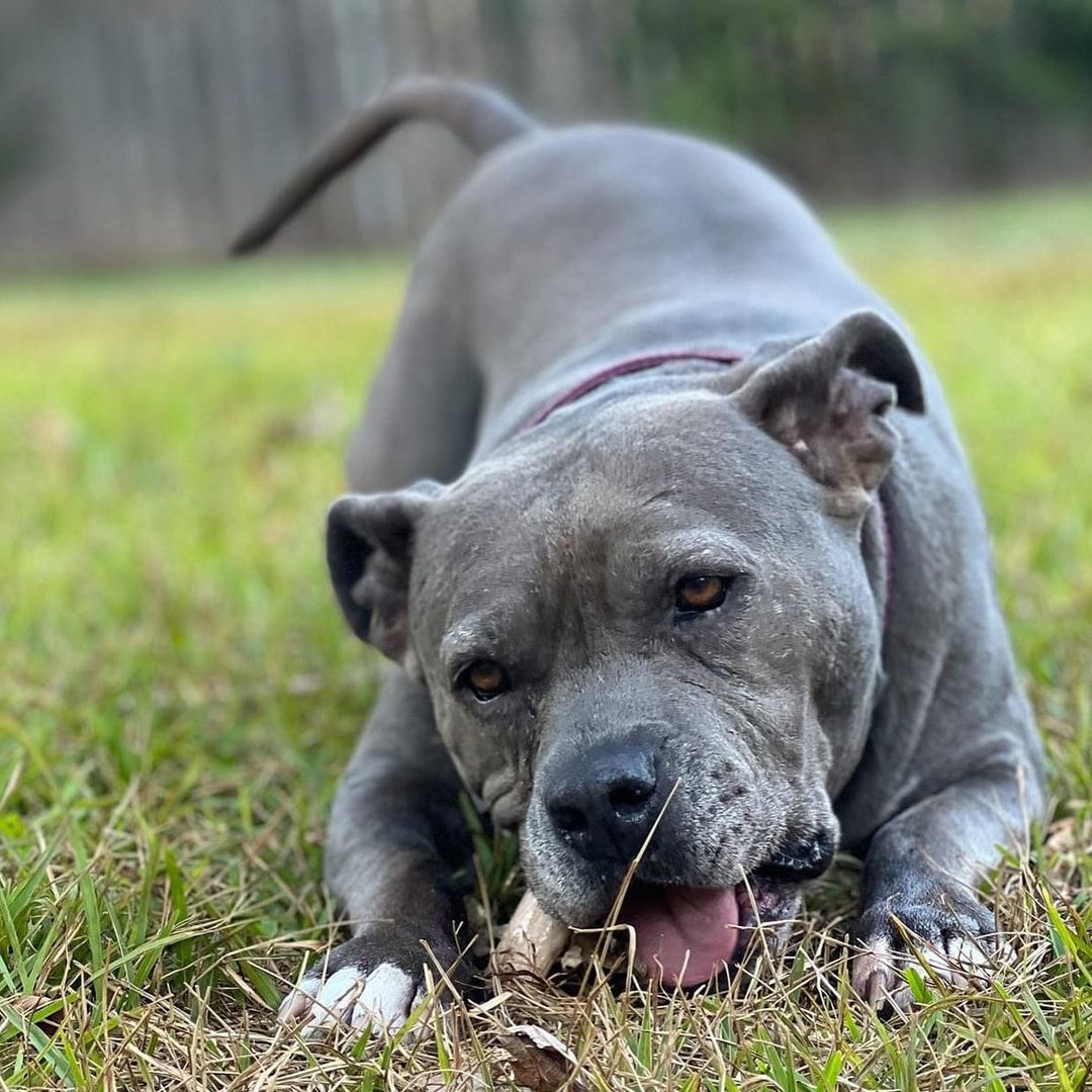 This Pit Bull Awareness Month, Billie has a message for you:

Hey, y'all, I am lucky I was rescued, because a lot of pit bulls are killed in pounds and shelters.

I'm lucky I have a wonderful foster home, because a bunch of my fellow rescue dogs are living in boarding kennels. 

I'm lucky I had some generous people help out when I needed surgery for a compressed disc in my spine, because some dogs don't get the medical help they need.

Here's where I haven't been lucky (yet). So far, no one wants to adopt me. I know the lady who talks to adopters tells people about me. There are plenty of people who want a dog like me. I love people, I'm good with kids, I'm house trained and I'm fine staying home alone while you work or go to school, I love walks and car rides and playing with my toys and chewing on my bones, but I don't chew on furniture and I don't destroy anything. I like my food, and I like your food, too, if you're willing to share. I even like lettuce! It makes my foster dad laugh. So, there are plenty of people who want a dog like me. But they don't want me, because I'm a 