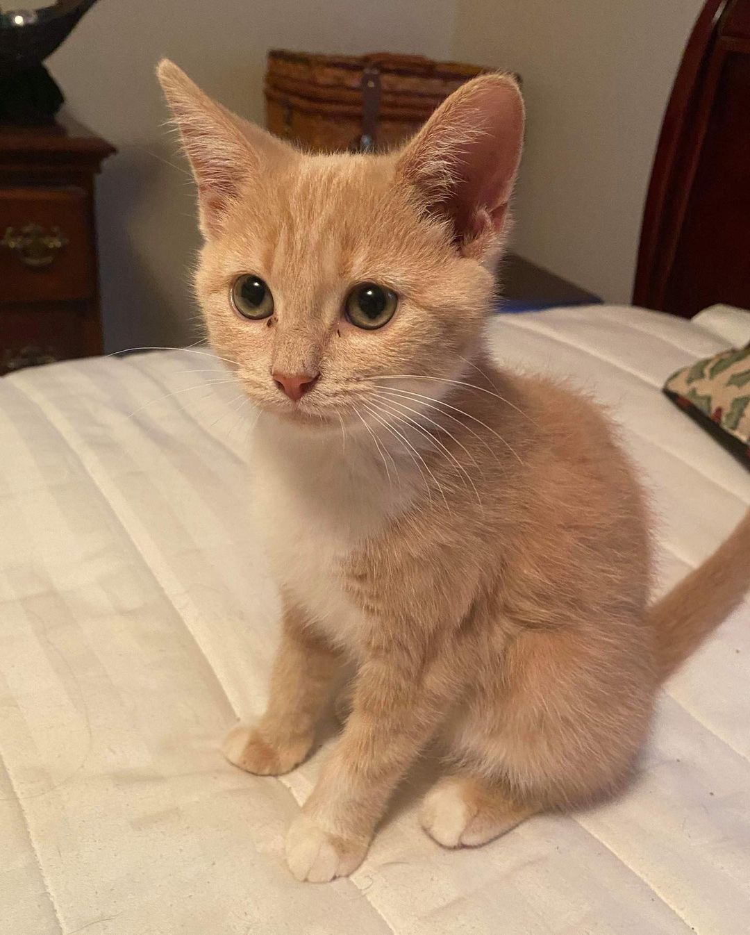 🍁 Autumn, Cinnamon & Spice! 🍁 
.
These adorable 10 week old kittens (one male, two females) are looking for their forever home! If you’re interested in adopting one of these cuties head to our adoption application (link in bio) and fill it out as best as you can as it pertains to cats 🐱 When you are done please send it to northmeckclt@gmail.com. 🐾