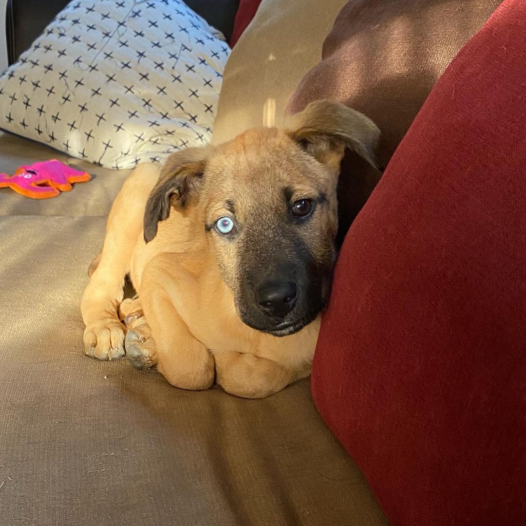 ADOPTED💙This cutie is Shiloh, she’s a 13 week old Shepherd mix. She is UTD with her vaccines, doing great with house training and crate trained. She is also pretty amazing, she loves to play with her toys, run outside and cuddle! If you think Shiloh would fit in your family go to OARWNY.org to apply!