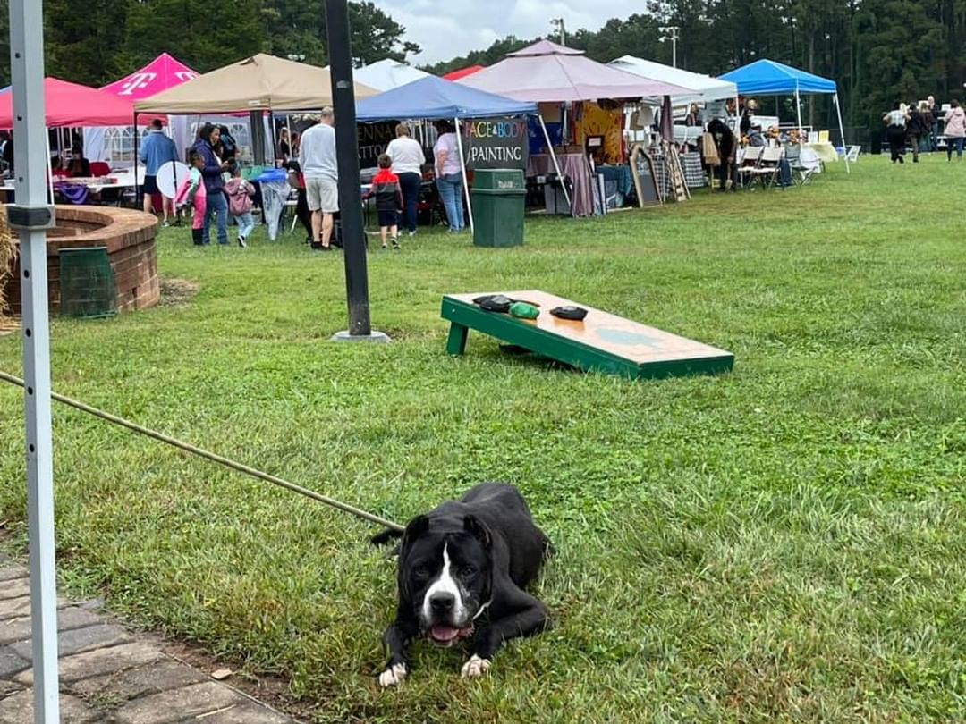 Come out to the Bur-Mil Park at 5834 Bur-Mil Club Rd. Greensboro, NC 27410 and meet some of our wonderful shelter pups! We have Sarabi, Rocky, Vine, Funyun, and Bingo out at the event today! 

<a target='_blank' href='https://www.instagram.com/explore/tags/fallfestival/'>#fallfestival</a> <a target='_blank' href='https://www.instagram.com/explore/tags/adoptashelterdog/'>#adoptashelterdog</a> <a target='_blank' href='https://www.instagram.com/explore/tags/peoplepetscommunity/'>#peoplepetscommunity</a>