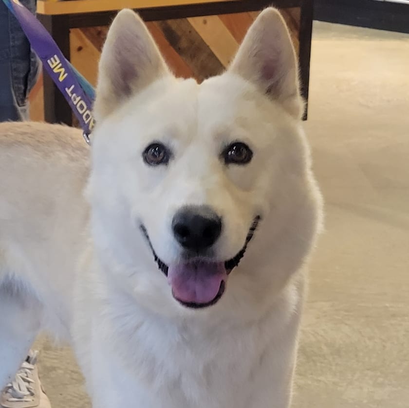 Meet Grey Wind! He's at his first event today and doing amazing! He's about 3 years old, good with dogs and people but not yet available due to some medical issues which need to be addressed 😍😍😍 <a target='_blank' href='https://www.instagram.com/explore/tags/adoptablesoon/'>#adoptablesoon</a> <a target='_blank' href='https://www.instagram.com/explore/tags/handsomedog/'>#handsomedog</a> <a target='_blank' href='https://www.instagram.com/explore/tags/huskymix/'>#huskymix</a> 
.
.
.
.
.
<a target='_blank' href='https://www.instagram.com/explore/tags/singingdogfarm/'>#singingdogfarm</a> <a target='_blank' href='https://www.instagram.com/explore/tags/singingdogfarmrescue/'>#singingdogfarmrescue</a> <a target='_blank' href='https://www.instagram.com/explore/tags/huskyrescue/'>#huskyrescue</a> <a target='_blank' href='https://www.instagram.com/explore/tags/adoptablehusky/'>#adoptablehusky</a> <a target='_blank' href='https://www.instagram.com/explore/tags/rescuehuskies/'>#rescuehuskies</a> <a target='_blank' href='https://www.instagram.com/explore/tags/nchuskies/'>#nchuskies</a> <a target='_blank' href='https://www.instagram.com/explore/tags/huskiesareawesome/'>#huskiesareawesome</a> <a target='_blank' href='https://www.instagram.com/explore/tags/adoptahusky/'>#adoptahusky</a> <a target='_blank' href='https://www.instagram.com/explore/tags/adoptablehuskies/'>#adoptablehuskies</a> <a target='_blank' href='https://www.instagram.com/explore/tags/siberianhusky/'>#siberianhusky</a> <a target='_blank' href='https://www.instagram.com/explore/tags/siberianhuskydogs/'>#siberianhuskydogs</a> <a target='_blank' href='https://www.instagram.com/explore/tags/ncdogs/'>#ncdogs</a> <a target='_blank' href='https://www.instagram.com/explore/tags/rescuedogs/'>#rescuedogs</a> <a target='_blank' href='https://www.instagram.com/explore/tags/huskiesofinstagram/'>#huskiesofinstagram</a> <a target='_blank' href='https://www.instagram.com/explore/tags/huskiesofig/'>#huskiesofig</a> <a target='_blank' href='https://www.instagram.com/explore/tags/ncrescuedogs/'>#ncrescuedogs</a>