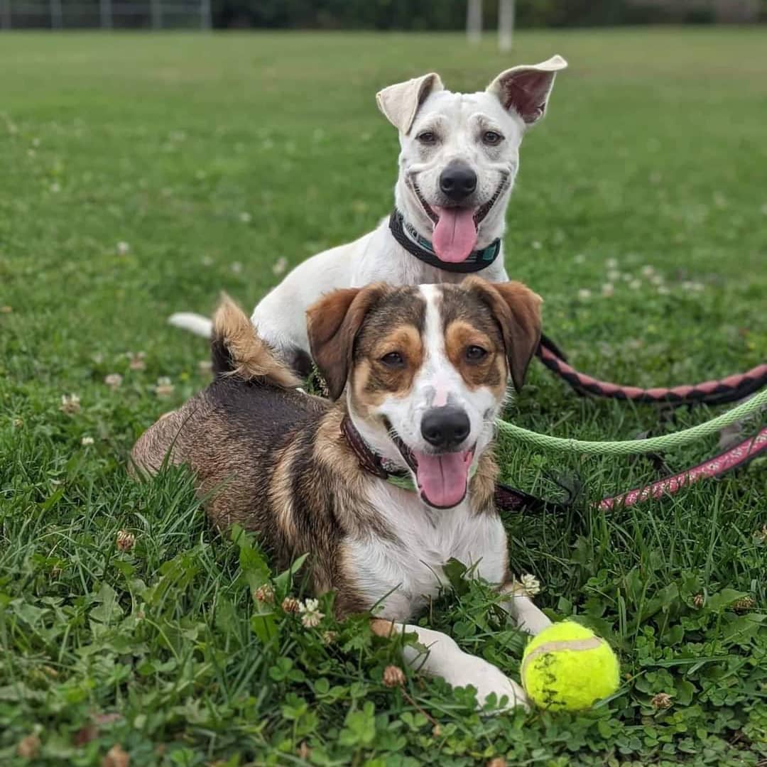 📣 Kody and Kilto are a gorgeous bonded pair available for adoption. If you'd like to meet them, they'll be at PetSmart in St. Catharines today (Saturday) from 10 to 12. Hope to see you there! 

<a target='_blank' href='https://www.instagram.com/explore/tags/kody/'>#kody</a> <a target='_blank' href='https://www.instagram.com/explore/tags/kilto/'>#kilto</a> <a target='_blank' href='https://www.instagram.com/explore/tags/bonded/'>#bonded</a> <a target='_blank' href='https://www.instagram.com/explore/tags/bondedpair/'>#bondedpair</a> <a target='_blank' href='https://www.instagram.com/explore/tags/adoptable/'>#adoptable</a> <a target='_blank' href='https://www.instagram.com/explore/tags/adoptus/'>#adoptus</a> <a target='_blank' href='https://www.instagram.com/explore/tags/adoptionisthebestoption/'>#adoptionisthebestoption</a> <a target='_blank' href='https://www.instagram.com/explore/tags/adoptdontshop/'>#adoptdontshop</a> <a target='_blank' href='https://www.instagram.com/explore/tags/petsmart/'>#petsmart</a> <a target='_blank' href='https://www.instagram.com/explore/tags/meetus/'>#meetus</a> <a target='_blank' href='https://www.instagram.com/explore/tags/PetsAliveNiagara/'>#PetsAliveNiagara</a> <a target='_blank' href='https://www.instagram.com/explore/tags/dogsofinstagram/'>#dogsofinstagram</a> <a target='_blank' href='https://www.instagram.com/explore/tags/ourhomestc/'>#ourhomestc</a>
