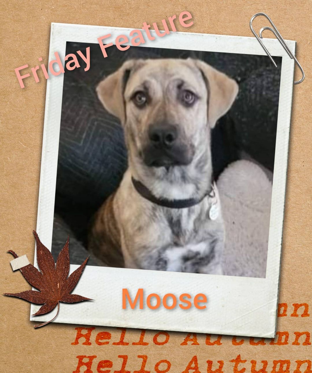 Full of charm and personality! Moose is still looking for his new home. Visit www.connectionspetrescue.org to adopt
<a target='_blank' href='https://www.instagram.com/explore/tags/mastiffpuppy/'>#mastiffpuppy</a> <a target='_blank' href='https://www.instagram.com/explore/tags/adoptme/'>#adoptme</a> <a target='_blank' href='https://www.instagram.com/explore/tags/rescued/'>#rescued</a> <a target='_blank' href='https://www.instagram.com/explore/tags/rescuedogs/'>#rescuedogs</a> <a target='_blank' href='https://www.instagram.com/explore/tags/adoptdontshop/'>#adoptdontshop</a> <a target='_blank' href='https://www.instagram.com/explore/tags/connectionspetrescue/'>#connectionspetrescue</a>