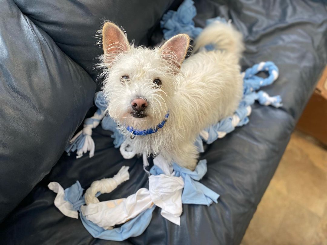 The ladies of @illinoisaoii donated some handmade rope toys for our dogs! They’re Hijo approved 😎