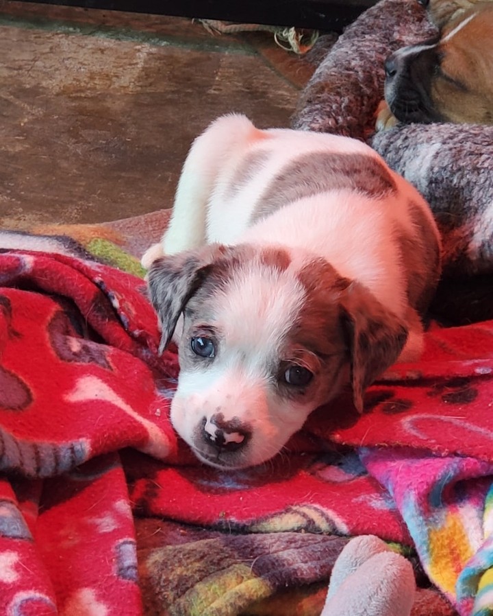 🌙 WOLF 🌙

Meet Wolf! 

Named after the January full moon, we can't all help fall in love with his wintery-blue eyes. Doesn't his nose even look a little like a full moon? 

Can you make Wolf's day and adopt him? 
www.wcghs.org/adopt 

<a target='_blank' href='https://www.instagram.com/explore/tags/makeadogsday/'>#makeadogsday</a> Dick Hannah Subaru