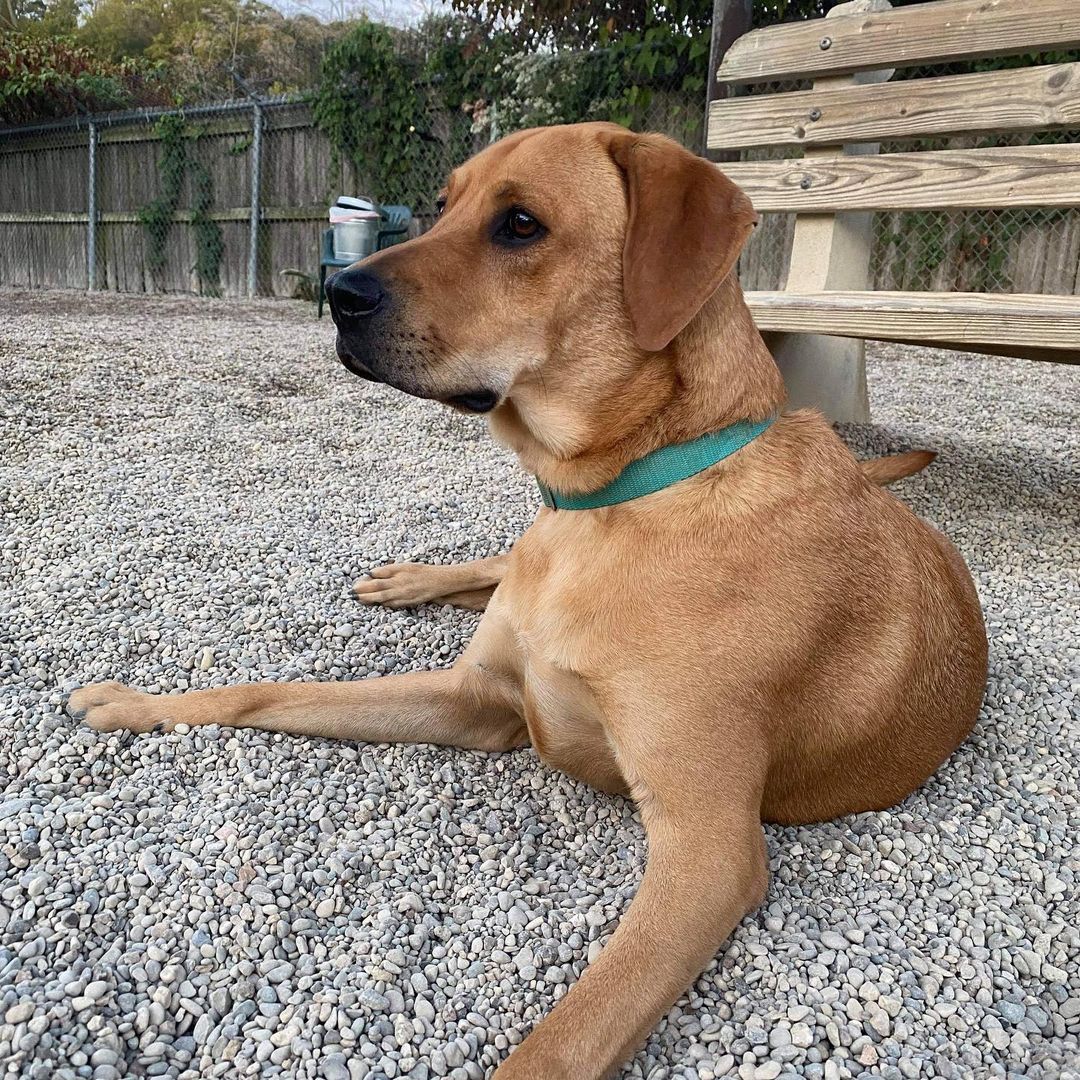 Cali is a 2.5 year old golden/lab mix. This girl loves to go for walks, or play with some four legged friends. She would love a home with a fenced in yard or someone to take her for walks or runs! For more info on Cali click the link in our bio. <a target='_blank' href='https://www.instagram.com/explore/tags/adopt/'>#adopt</a> <a target='_blank' href='https://www.instagram.com/explore/tags/staf/'>#staf</a> <a target='_blank' href='https://www.instagram.com/explore/tags/rescuedog/'>#rescuedog</a> <a target='_blank' href='https://www.instagram.com/explore/tags/goldenmix/'>#goldenmix</a> <a target='_blank' href='https://www.instagram.com/explore/tags/dogsofcinci/'>#dogsofcinci</a> <a target='_blank' href='https://www.instagram.com/explore/tags/dogsofinstagram/'>#dogsofinstagram</a>