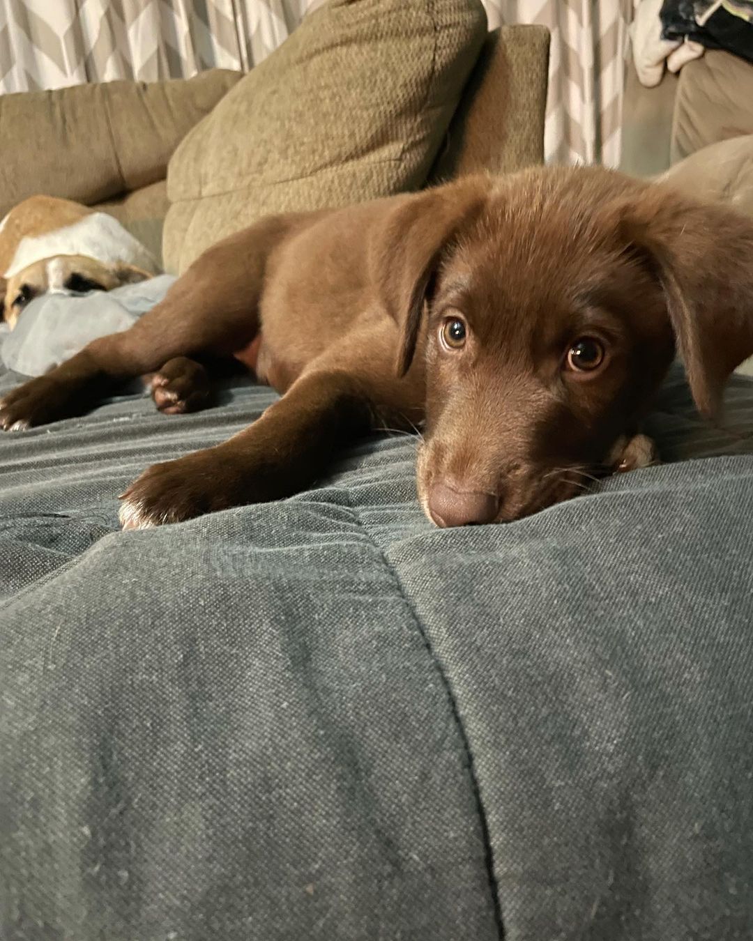 **ADOPTED** Meet Fudgie , 12 week old lab/Aussie mix. I’m full of puppy energy but I sleep all night in my crate. We are getting there with potty training but I’ll need some practice. I love to play with toys and I’ve learned the word no very well. I also come when I’m called. I hope to be the newest member of your family. If already approved please email us at oarnwny@gmail.com Applications: www.oarwny.org