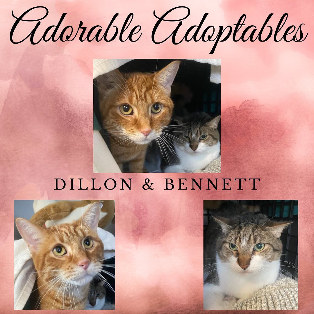 Here are just a few of the adorable adoptable animals here at T. Russell Reitz! If you are interested in adopting, we are open Monday-Saturday, 1-5pm and would be more than happy to help you find your new best friend! You can find the rest of our adoptable pets at https://www.petfinder.com/search/pets-for-adoption/?shelter_id%5B0%5D=KS03&sort%5B0%5D=recently_added! If you have any questions, please feel free to give us a call at 785-587-2783.