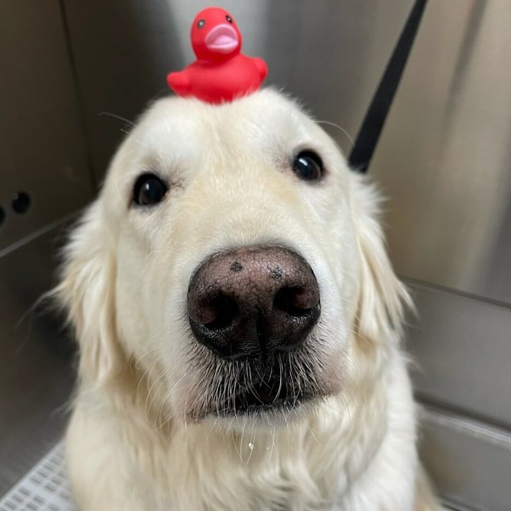 How do you get your dog ready for a groom? 🛁 Desensitize your dog at home BEFORE coming to a groomer. 🥜 Stuff a Kong with peanut butter and only give it when you are spending time touching them. 🛑When the touching stops, the Kong goes away. ⏲Start with a short period of time and build up to longer periods. 🐾Start with paw touching and toe spreading. 👂Touch the ears. 👩‍🎨 Touch gently with a brush - or just lay it by them during the initial periods.  Work on these things individually not all at one time. 💇‍♀️ Feel free to schedule a time to have your dog come in to get our smells, a treat, and meet the fantastic groomer, Faydra.  <a target='_blank' href='https://www.instagram.com/explore/tags/soldoglodgegrooming/'>#soldoglodgegrooming</a> <a target='_blank' href='https://www.instagram.com/explore/tags/soldoggrooming/'>#soldoggrooming</a> <a target='_blank' href='https://www.instagram.com/explore/tags/batheyourdogs/'>#batheyourdogs</a> <a target='_blank' href='https://www.instagram.com/explore/tags/sweetsmellingdogs/'>#sweetsmellingdogs</a> <a target='_blank' href='https://www.instagram.com/explore/tags/helpyourdogfeelsafe/'>#helpyourdogfeelsafe</a>