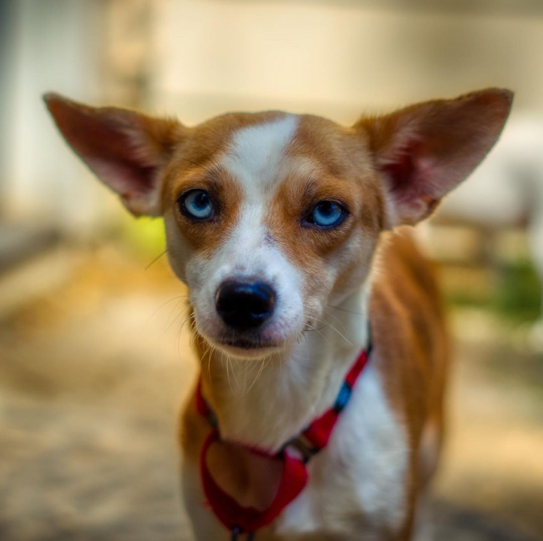 Bell is around 14 months old. She is sweet but shy and timid. She needs time to feel comfortable around a new person. Once she is comfortable with you, she will want to get in your lap or be petted. She is a very chilled dog who likes to be in the same room as her people, nap on a dog bed or in her crate, enjoy the sun and cooling autumn weather in the backyard. 

She is a small sized dog and doesn't like loud movement or too much excitement. House trained and crate trained. She is good around dogs (prefer calmer dogs as  the hyper dogs scare her). Doesn't mind cats and enjoys car rides.

To adopt, please fill out an adoption application at https://www.threepawsrescue.org/adoption-application/

For information about adoption fee, please visit https://www.threepawsrescue.org/adoption-fees/

To learn about the adoption process, please visit https://www.threepawsrescue.org/adoption-process/

<a target='_blank' href='https://www.instagram.com/explore/tags/adoptdontshop/'>#adoptdontshop</a> <a target='_blank' href='https://www.instagram.com/explore/tags/adopt/'>#adopt</a> <a target='_blank' href='https://www.instagram.com/explore/tags/adoptme/'>#adoptme</a> <a target='_blank' href='https://www.instagram.com/explore/tags/fosteringsaveslives/'>#fosteringsaveslives</a> <a target='_blank' href='https://www.instagram.com/explore/tags/adoptadog/'>#adoptadog</a> <a target='_blank' href='https://www.instagram.com/explore/tags/adoptable/'>#adoptable</a> <a target='_blank' href='https://www.instagram.com/explore/tags/atlanta/'>#atlanta</a> <a target='_blank' href='https://www.instagram.com/explore/tags/atl/'>#atl</a> <a target='_blank' href='https://www.instagram.com/explore/tags/atldog/'>#atldog</a> <a target='_blank' href='https://www.instagram.com/explore/tags/rescuedog/'>#rescuedog</a> <a target='_blank' href='https://www.instagram.com/explore/tags/rescuedismyfavoritebreed/'>#rescuedismyfavoritebreed</a> <a target='_blank' href='https://www.instagram.com/explore/tags/rescuedogsofinstagram/'>#rescuedogsofinstagram</a> <a target='_blank' href='https://www.instagram.com/explore/tags/dogsofig/'>#dogsofig</a> <a target='_blank' href='https://www.instagram.com/explore/tags/dogsofinsta/'>#dogsofinsta</a> <a target='_blank' href='https://www.instagram.com/explore/tags/atlantadog/'>#atlantadog</a> <a target='_blank' href='https://www.instagram.com/explore/tags/dogsofatlanta/'>#dogsofatlanta</a> <a target='_blank' href='https://www.instagram.com/explore/tags/dogsofatl/'>#dogsofatl</a> <a target='_blank' href='https://www.instagram.com/explore/tags/atlantarescuedogs/'>#atlantarescuedogs</a> <a target='_blank' href='https://www.instagram.com/explore/tags/rescuedogsofatlanta/'>#rescuedogsofatlanta</a> <a target='_blank' href='https://www.instagram.com/explore/tags/threepawsrescue/'>#threepawsrescue</a>