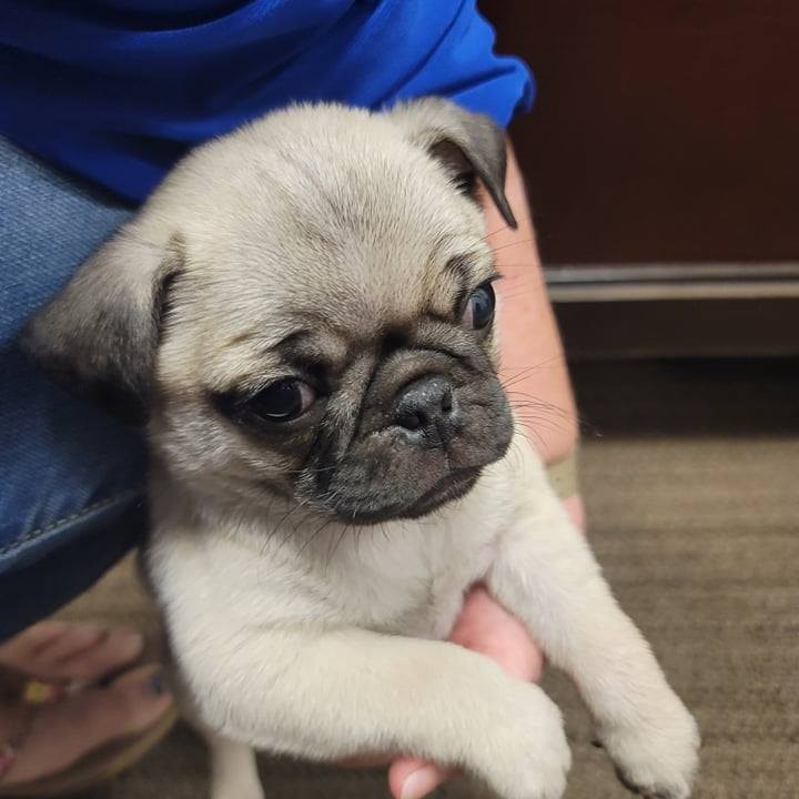 This is Bowzer. Bowzer is 10-weeks old male Pug and was surrendered to us because one of the owners kids injured his leg. We had him seen by our vets today and his leg is broken. 😭

Bowzer is only 3 lbs and will require surgery to repair his leg. He also needs a foster. If you are able to foster please consider completing a foster application at https://www.idohr.org/foster-application-and-agreement. The rescue will provide everything needed.

If you are able to donate towards his medical expenses it would be appreciated. Our Venmo is @IDOHR, our PayPal is info@idohr.org or use the donate button on our bio. We are a 501c3 non profit so your donation is tax deductible.
<a target='_blank' href='https://www.instagram.com/explore/tags/rescue/'>#rescue</a> <a target='_blank' href='https://www.instagram.com/explore/tags/rescuedog/'>#rescuedog</a> <a target='_blank' href='https://www.instagram.com/explore/tags/rescuedogsofinstagram/'>#rescuedogsofinstagram</a> <a target='_blank' href='https://www.instagram.com/explore/tags/rescuedog/'>#rescuedog</a> <a target='_blank' href='https://www.instagram.com/explore/tags/rescuedogs/'>#rescuedogs</a> <a target='_blank' href='https://www.instagram.com/explore/tags/rescuedogsrock/'>#rescuedogsrock</a> <a target='_blank' href='https://www.instagram.com/explore/tags/rescuedogsofinstagram/'>#rescuedogsofinstagram</a> <a target='_blank' href='https://www.instagram.com/explore/tags/rescuedismyfavoritebreed/'>#rescuedismyfavoritebreed</a> <a target='_blank' href='https://www.instagram.com/explore/tags/pug/'>#pug</a> <a target='_blank' href='https://www.instagram.com/explore/tags/pugs/'>#pugs</a> <a target='_blank' href='https://www.instagram.com/explore/tags/puglife/'>#puglife</a> <a target='_blank' href='https://www.instagram.com/explore/tags/puglove/'>#puglove</a> <a target='_blank' href='https://www.instagram.com/explore/tags/pugpuppy/'>#pugpuppy</a> <a target='_blank' href='https://www.instagram.com/explore/tags/puglover/'>#puglover</a> <a target='_blank' href='https://www.instagram.com/explore/tags/pugsofinstagram/'>#pugsofinstagram</a>