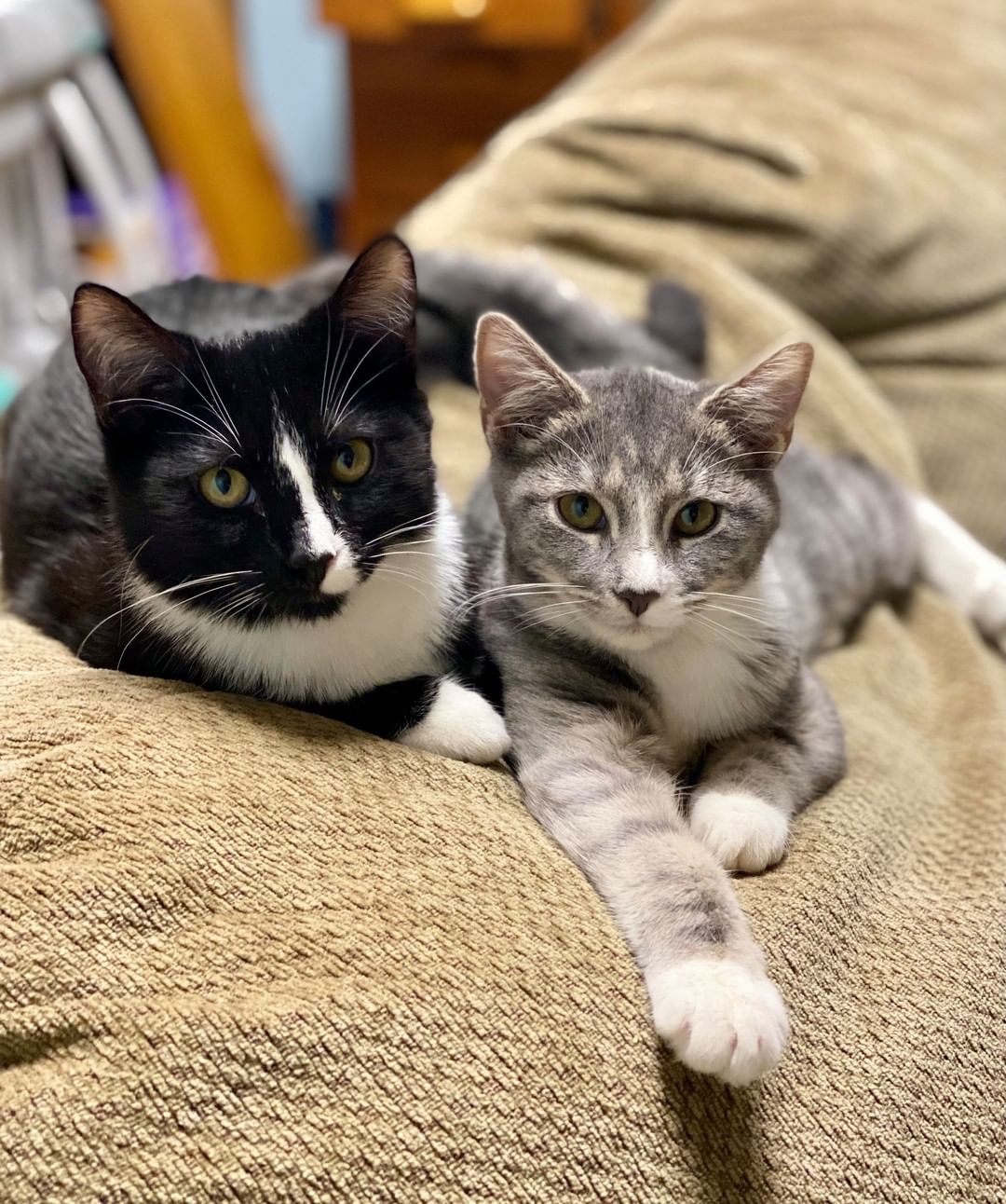 ✨This bonded pair is looking for their forever home, could it be you?✨

We love bonded pairs (and kitten pairs in general)! Despite what you've likely heard, cats & kittens are truly social creatures. They thrive when they have a best friend in their life. Kittens especially tend to be happier & less destructive when they have another feline companion to take their kitten energy out on.

🐈 Pam (gray tabby) relies heavily on her brother, Michael, to help her navigate this world. She is a bit more shy and really get her confidence from his encouragement. She will follow him around like a puppy & is rarely more than a few inches from him at all time.

🐈Michael on the other-hand is the complete opposite. He is very confident, fearless & loves to walk up to complete strangers to say 