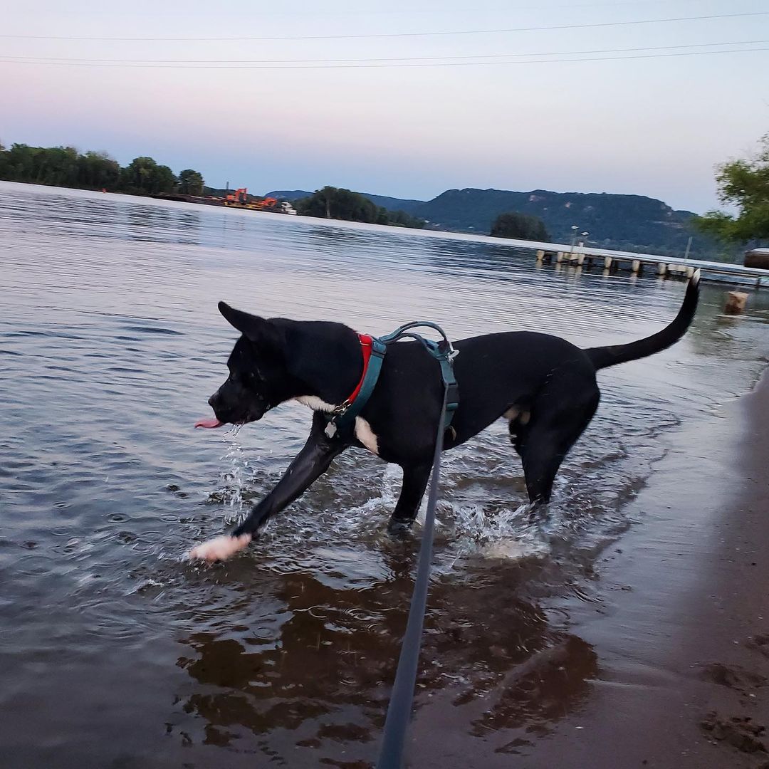 Syer - the adventurous Mississippi River dog! 🖤🤍💙

<a target='_blank' href='https://www.instagram.com/explore/tags/adoptabledog/'>#adoptabledog</a> <a target='_blank' href='https://www.instagram.com/explore/tags/adoptme/'>#adoptme</a> <a target='_blank' href='https://www.instagram.com/explore/tags/takemehome/'>#takemehome</a> <a target='_blank' href='https://www.instagram.com/explore/tags/adventurebuddy/'>#adventurebuddy</a> <a target='_blank' href='https://www.instagram.com/explore/tags/labmix/'>#labmix</a> <a target='_blank' href='https://www.instagram.com/explore/tags/huskymix/'>#huskymix</a> <a target='_blank' href='https://www.instagram.com/explore/tags/pittiemix/'>#pittiemix</a> <a target='_blank' href='https://www.instagram.com/explore/tags/shepherdmix/'>#shepherdmix</a> <a target='_blank' href='https://www.instagram.com/explore/tags/blueeyedbeauty/'>#blueeyedbeauty</a> <a target='_blank' href='https://www.instagram.com/explore/tags/riversunset/'>#riversunset</a> <a target='_blank' href='https://www.instagram.com/explore/tags/mississippiriver/'>#mississippiriver</a> <a target='_blank' href='https://www.instagram.com/explore/tags/waterdog/'>#waterdog</a> <a target='_blank' href='https://www.instagram.com/explore/tags/winonaareahumanesociety/'>#winonaareahumanesociety</a> <a target='_blank' href='https://www.instagram.com/explore/tags/wahs/'>#wahs</a> <a target='_blank' href='https://www.instagram.com/explore/tags/winona/'>#winona</a> <a target='_blank' href='https://www.instagram.com/explore/tags/winonamn/'>#winonamn</a> <a target='_blank' href='https://www.instagram.com/explore/tags/humanesociety/'>#humanesociety</a> <a target='_blank' href='https://www.instagram.com/explore/tags/adoptdontshop/'>#adoptdontshop</a> <a target='_blank' href='https://www.instagram.com/explore/tags/chooseadoption/'>#chooseadoption</a> <a target='_blank' href='https://www.instagram.com/explore/tags/rescueismyfavoritebreed/'>#rescueismyfavoritebreed</a> <a target='_blank' href='https://www.instagram.com/explore/tags/rescuedogs/'>#rescuedogs</a> <a target='_blank' href='https://www.instagram.com/explore/tags/shelter/'>#shelter</a> <a target='_blank' href='https://www.instagram.com/explore/tags/shelterdogs/'>#shelterdogs</a> <a target='_blank' href='https://www.instagram.com/explore/tags/dogsofinstagram/'>#dogsofinstagram</a> <a target='_blank' href='https://www.instagram.com/explore/tags/dogs/'>#dogs</a> <a target='_blank' href='https://www.instagram.com/explore/tags/shelterdogsofinstagram/'>#shelterdogsofinstagram</a> <a target='_blank' href='https://www.instagram.com/explore/tags/dogstagram/'>#dogstagram</a>