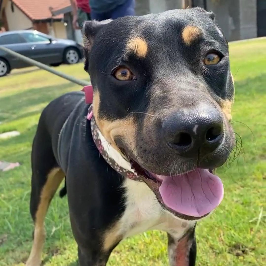 Venus has 3 full weeks with a board and train program. She came to us with over excitement that she couldn’t handle and now is doing great. We’ve spent 2500.00 on her training so she needs an adopter that will continue true consistency of what she has been taught. She gets along with dogs that are fun, Loving and playful. If you want a well trained dog, this is your girl. Not to often where you can adopt a rescue for 250.00 that has over 2500.00 in training invested to her. Her trainer is located In tehachapi, CA and the adopter would need to go there to pick her up so that the adopter can be trained on what she knows. 

Venus was rescued during an a visit to the emergency vet with another dog. She was dumped at the vet by the very people that hit her. we have no idea of who hit her but at least they took her to the vet. Fortunately, she did not have any serious injuries. We have discovered that she gets along with all dogs and cats, she is also extremely affectionate. She also likes the crate. If you wish to apply for Venus, please apply at muttsandrunts.org/application. Here Facebook live video story can be found here https://fb.watch/7xtwkkbst5/

She is a <a target='_blank' href='https://www.instagram.com/explore/tags/dobermanpinscher/'>#dobermanpinscher</a> mix