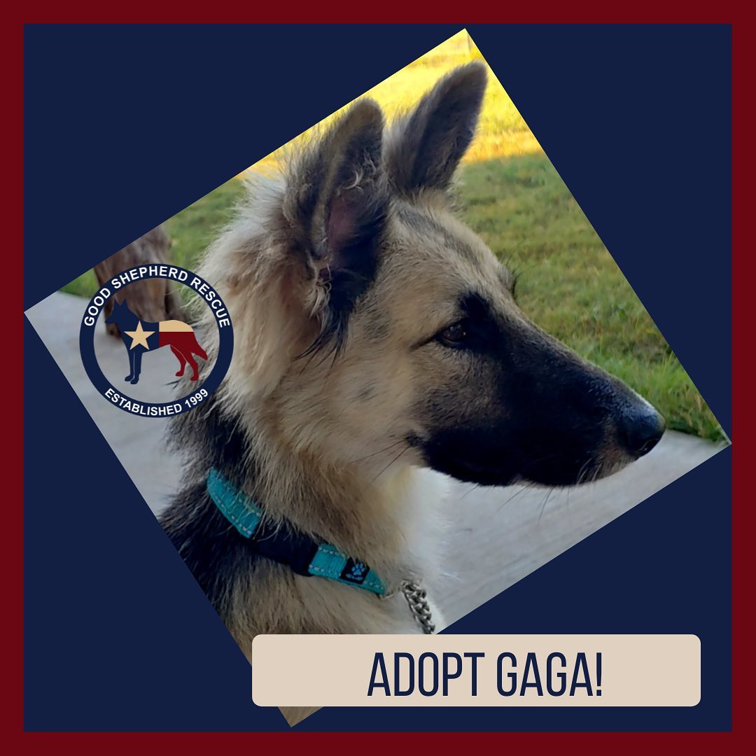 Adopt Gaga! Use links in bio to find out more about her and our other adoptable dogs <a target='_blank' href='https://www.instagram.com/explore/tags/furever/'>#furever</a> <a target='_blank' href='https://www.instagram.com/explore/tags/fureverhome/'>#fureverhome</a> <a target='_blank' href='https://www.instagram.com/explore/tags/goodshepherdrescueoftexas/'>#goodshepherdrescueoftexas</a> <a target='_blank' href='https://www.instagram.com/explore/tags/goodshepherd/'>#goodshepherd</a> <a target='_blank' href='https://www.instagram.com/explore/tags/goodshepherdrescue/'>#goodshepherdrescue</a> <a target='_blank' href='https://www.instagram.com/explore/tags/goodshepherdrescueandsanctuaryoftexas/'>#goodshepherdrescueandsanctuaryoftexas</a> <a target='_blank' href='https://www.instagram.com/explore/tags/germanshepherd/'>#germanshepherd</a> <a target='_blank' href='https://www.instagram.com/explore/tags/germanshepherds/'>#germanshepherds</a> <a target='_blank' href='https://www.instagram.com/explore/tags/germanshepherdsofinstagram/'>#germanshepherdsofinstagram</a> <a target='_blank' href='https://www.instagram.com/explore/tags/love/'>#love</a> <a target='_blank' href='https://www.instagram.com/explore/tags/adoptdontshop/'>#adoptdontshop</a> <a target='_blank' href='https://www.instagram.com/explore/tags/adopt/'>#adopt</a> <a target='_blank' href='https://www.instagram.com/explore/tags/adopted/'>#adopted</a>