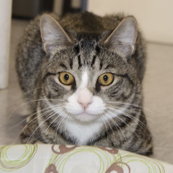 Lucky is a beautiful young tabby boy with silky, soft fur and the longest tail we've ever seen! He LOVES to be with people and never misses an opportunity to be part of any social activity. He's polite, but he's not shy so be ready for a quick meow just to remind you he's available for petting, playing and a shower of attention. He doesn't mind being carried if you don't mind giving him a lift on occasion and he's not fussy about sharing his space with another friendly feline...though this boy is all the love you need. Will you adopt him? <a target='_blank' href='https://www.instagram.com/explore/tags/adoptablecats/'>#adoptablecats</a> <a target='_blank' href='https://www.instagram.com/explore/tags/rescuecats/'>#rescuecats</a> <a target='_blank' href='https://www.instagram.com/explore/tags/caturdayeve/'>#caturdayeve</a>