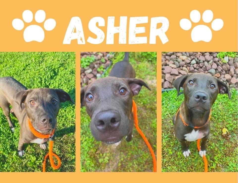 This cutie is Asher and he ended up with us all the way from a shelter in Alabama. We are not sure what rescue brought him to NY, but he was picked up as a stray in Syracuse, so now it’s our turn to help him on his journey. This sweet boy is a little bit nervous, but he’s very gentle and easy to walk. He likes to be carried around by his human friends, and loves to meet other dogs to play with. Once he spends a few minutes with you, he’s full of love and kisses. If you’re interested in meeting Asher, please send and email to bandrbunkhouse@gmail.com.