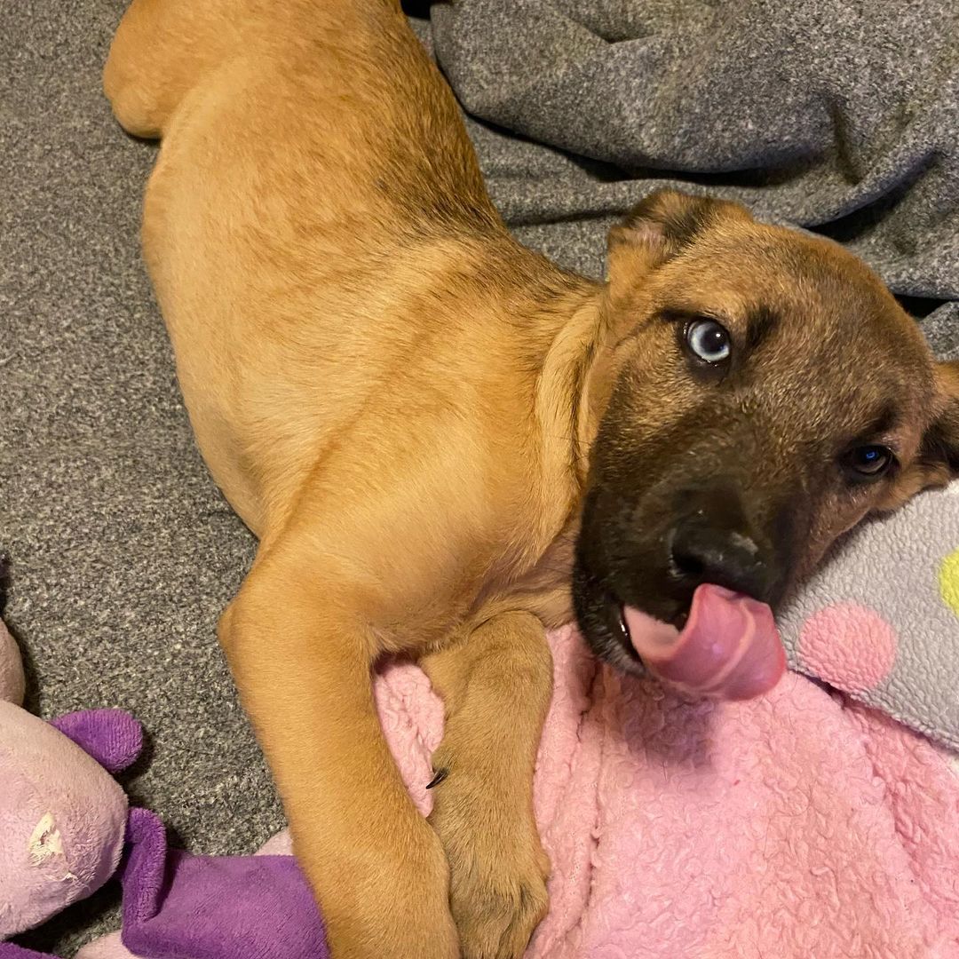 ADOPTED💙This cutie is Shiloh, she’s a 13 week old Shepherd mix. She is UTD with her vaccines, doing great with house training and crate trained. She is also pretty amazing, she loves to play with her toys, run outside and cuddle! If you think Shiloh would fit in your family go to OARWNY.org to apply!