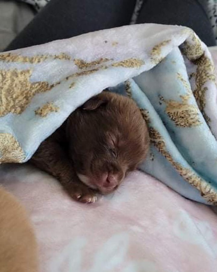 Blizzard is home and happy with her siblings!! 
10/20 - Right before Blizzard went into the hospital
Blizz - 17.5 oz 
Buster - 19.4 oz 
Dilly - 18.6 oz 

Today 10/22 She went from losing 2oz to gaining 3.3oz❤️
Blizz - 20.8 oz gain 3.3 oz
Buster - 23.4 oz gain 4oz
Dilly - 23.1 oz gain 4.5oz

Thank you to everyone for all the prayers and positive thoughts!!