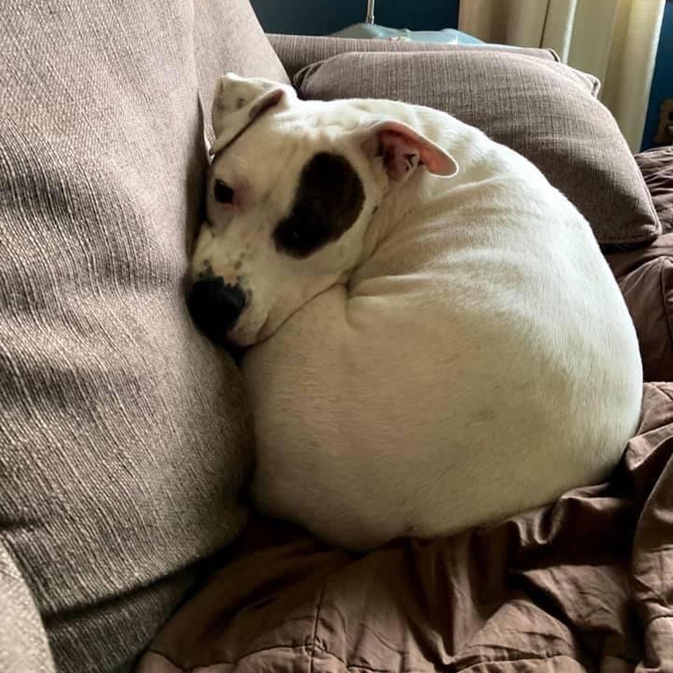 It’s Forever Family Friday featuring Winston, formerly Bruno! 🥰🐶

Here’s what Bruno’s family had to say:

“Now that Winston (formerly Bruno) has been a part of our family for a little over a year, I’ve been meaning to touch base and update everyone on how he’s doing! It took him a while to really let his personality show, but once he got comfortable he showed us just how awesome and quirky he is. He loves his daily walks and car rides. He loves destroying stuffed toys, playing tug with his rope, and chasing his tennis balls around the house. He loves his frisbee, but doesn’t want to play fetch...he just wants to destroy it! He loves to snuggle. I think he loves naps most of all...and he insists on being covered with a sheet or a blanket (if it falls off he will whine until someone fixes the blanket for him...it’s hysterical)! He is so sweet, loving,
and funny. He is such a character and we’re so lucky to have him!”
