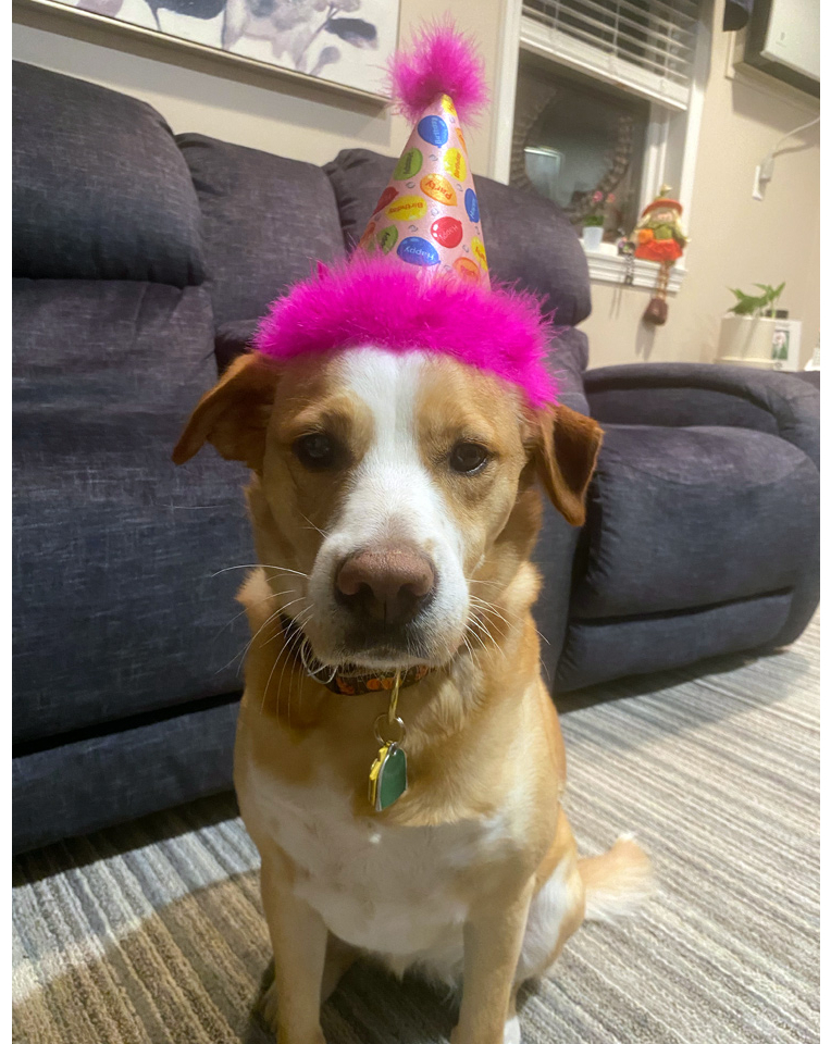 Happy birthday, Penny... hope your celebration was a special as you are! 🦴🎂🐾🥳🎉❤⁣
⁣
