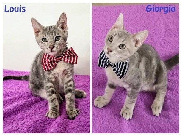 Giorgio & Louis are looking for their loving family. 
With their chic grey coats they are made of sugar & spice. They can get the super zoomies running all around the house, chasing each other or any toy for hours and keeping you laughing at their antics, or be content cuddling with you for a long cat nap. 

Please check their Adoption page on our website: https://angelsfurryfriends.org/giorgio-and-louis/

If you would like  these kittens to become a part of your family please familiarize yourself with our Adoption Process https://angelsfurryfriends.org/adoption-process/
and fill out 🐾Adoption application🐾  to schedule meet and greet https://angelsfurryfriends.org/adoption-application-cats/

<a target='_blank' href='https://www.instagram.com/explore/tags/adoptdontshop/'>#adoptdontshop</a> 
<a target='_blank' href='https://www.instagram.com/explore/tags/rescuedismyfavoritebreed/'>#rescuedismyfavoritebreed</a> <a target='_blank' href='https://www.instagram.com/explore/tags/kittensforadoption/'>#kittensforadoption</a> <a target='_blank' href='https://www.instagram.com/explore/tags/adoptme/'>#adoptme</a>