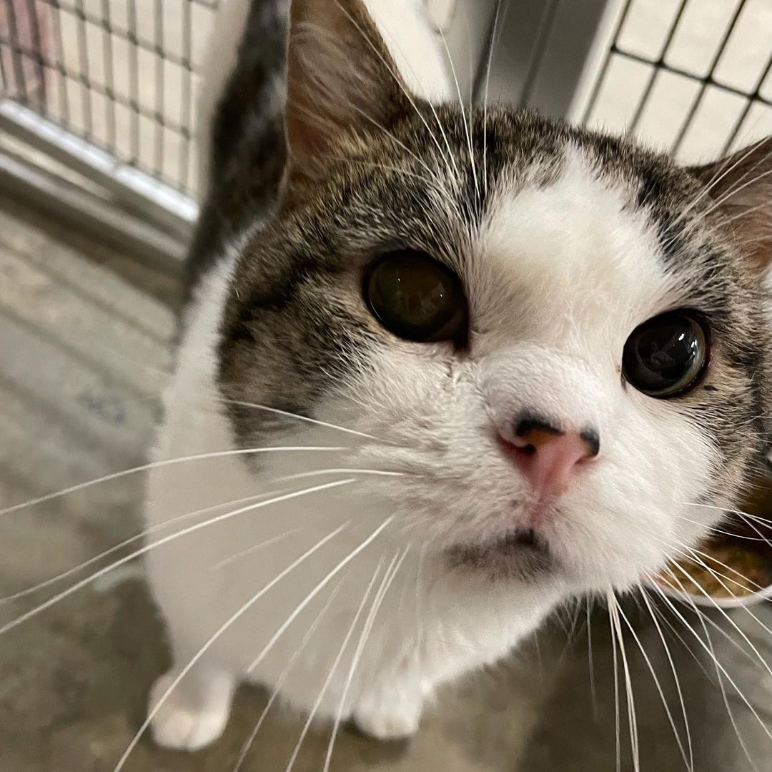 We love heartwarming adoption stories! ❤️

This sweet, gentle cat (now named Smokey) was brought to us in September by a Winona County Sheriff's Office deputy. When he was not reclaimed by an owner, the deputy’s family decided to come back and adopt him! This made for one happy young lady who very much wanted a cat 🥰 

Happy Adoption Day, Smokey! And congratulations to the loving new family 🤗

<a target='_blank' href='https://www.instagram.com/explore/tags/adoptionday/'>#adoptionday</a> <a target='_blank' href='https://www.instagram.com/explore/tags/adoptedcat/'>#adoptedcat</a> <a target='_blank' href='https://www.instagram.com/explore/tags/happyadoptionday/'>#happyadoptionday</a> <a target='_blank' href='https://www.instagram.com/explore/tags/tabbycat/'>#tabbycat</a> <a target='_blank' href='https://www.instagram.com/explore/tags/tabbyandwhite/'>#tabbyandwhite</a> <a target='_blank' href='https://www.instagram.com/explore/tags/sweetboy/'>#sweetboy</a> <a target='_blank' href='https://www.instagram.com/explore/tags/snugglycat/'>#snugglycat</a> <a target='_blank' href='https://www.instagram.com/explore/tags/happyfamily/'>#happyfamily</a> <a target='_blank' href='https://www.instagram.com/explore/tags/sheriffsdeputy/'>#sheriffsdeputy</a> <a target='_blank' href='https://www.instagram.com/explore/tags/winonacountysheriff/'>#winonacountysheriff</a> <a target='_blank' href='https://www.instagram.com/explore/tags/winonaareahumanesociety/'>#winonaareahumanesociety</a> <a target='_blank' href='https://www.instagram.com/explore/tags/wahs/'>#wahs</a> <a target='_blank' href='https://www.instagram.com/explore/tags/winona/'>#winona</a> <a target='_blank' href='https://www.instagram.com/explore/tags/humanesociety/'>#humanesociety</a> <a target='_blank' href='https://www.instagram.com/explore/tags/petadoption/'>#petadoption</a> <a target='_blank' href='https://www.instagram.com/explore/tags/foreverhome/'>#foreverhome</a> <a target='_blank' href='https://www.instagram.com/explore/tags/adoptdontshop/'>#adoptdontshop</a> <a target='_blank' href='https://www.instagram.com/explore/tags/chooseadoption/'>#chooseadoption</a> <a target='_blank' href='https://www.instagram.com/explore/tags/rescueismyfavoritebreed/'>#rescueismyfavoritebreed</a> <a target='_blank' href='https://www.instagram.com/explore/tags/rescuecats/'>#rescuecats</a> <a target='_blank' href='https://www.instagram.com/explore/tags/shelter/'>#shelter</a> <a target='_blank' href='https://www.instagram.com/explore/tags/sheltercat/'>#sheltercat</a> <a target='_blank' href='https://www.instagram.com/explore/tags/catsofinstagram/'>#catsofinstagram</a> <a target='_blank' href='https://www.instagram.com/explore/tags/sheltercatsofinstagram/'>#sheltercatsofinstagram</a> <a target='_blank' href='https://www.instagram.com/explore/tags/catstagram/'>#catstagram</a>