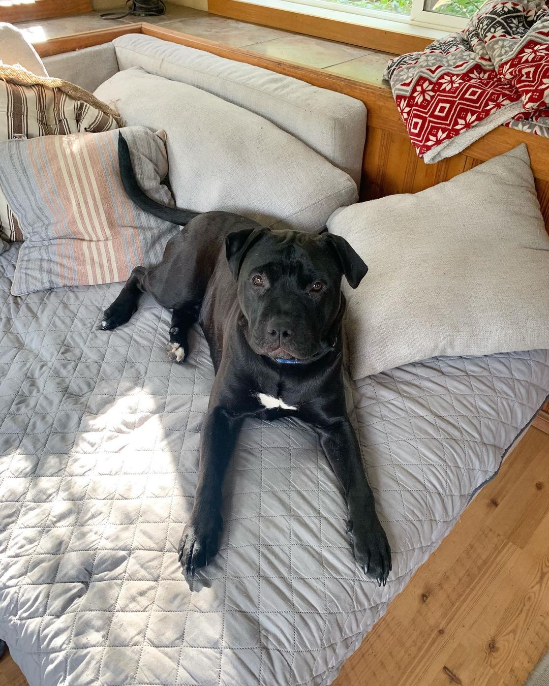 Happy Friday from Lily! This 1 year old chunk is a Pittie rottie mix weighing in at about 70lbs! Lily adores her foster brothers and would do best in a home with doggie pals. She is looking for a forever home with a fenced yard and breed experience! Thank you to Billerica Tewksbury Animal Control for rescuing this sweet girl, and Shana and Erica for fostering her! Apply now on our website.