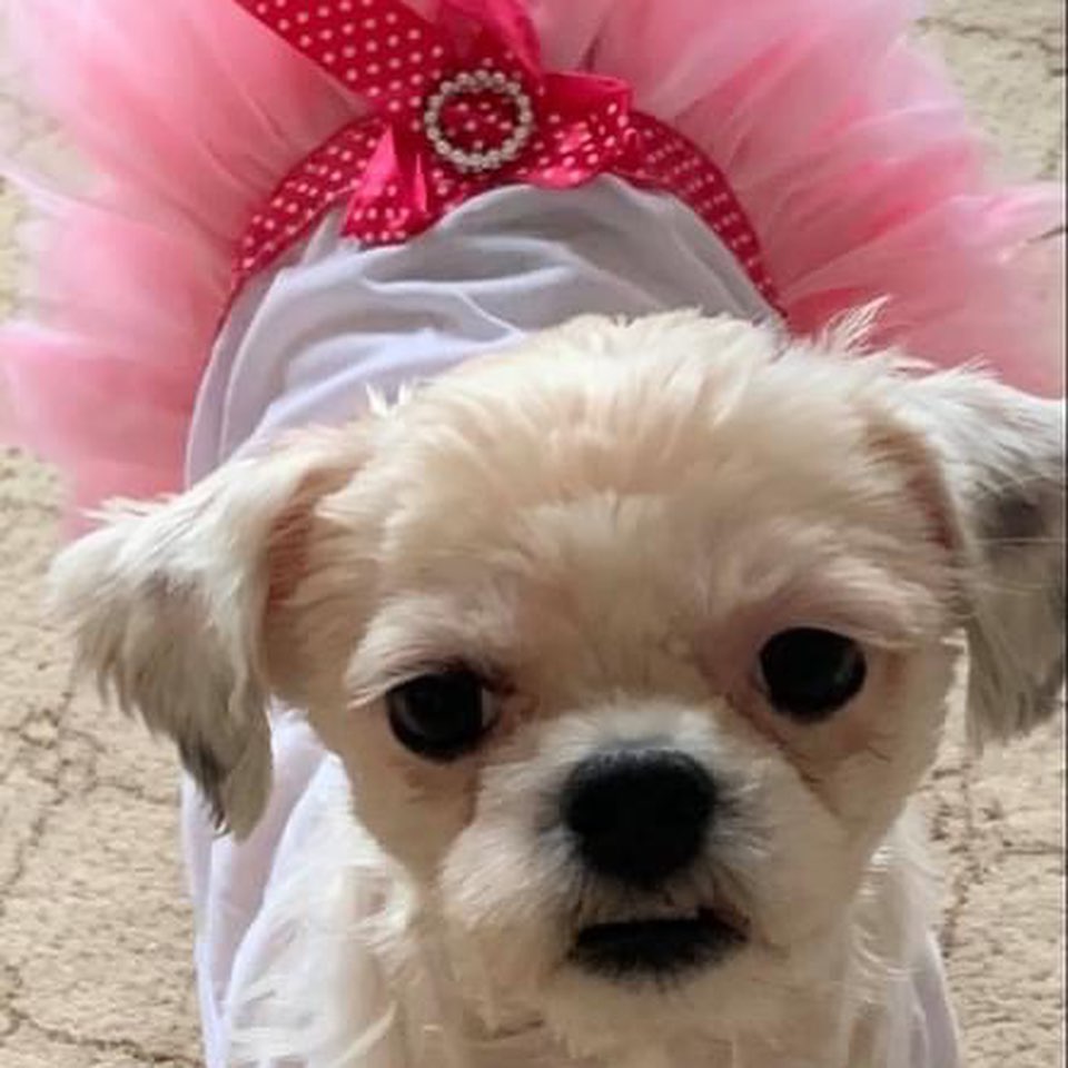 ADOPT BABY!!

Baby’s a 3yo 10lb Shih Tzu. She’s calm, non-hyper in-her-face dog friendly. She’s cat and older kid friendly! She’s pee pad trained for peeing and will need access to a non-grassy area to poop. Open Xpen trained which is where she sleeps. She needs work on leash training since she likes to take her time and explore. She loves all kinds of stuffed toys, likes to play and do zoomies around the house. She’s smart, calm, quiet, sweet, sensitive, submissive, inquisitive, and food motivated. 

Baby MUST have someone who works from home, retired or home often, where she can be taken on short walks, have a non-grassy area like deck or patio on property to go potty, since she doesn’t potty while on a leash along with someone who has time and patience to let her explore and warm up at her own pace. If you DO NOT fit this please DO NOT put an application in. We will not call anyone not a fit. Also, we will be concentrating on local to foster applications 1st since home checks and meets with all humans and animals in home is needed at meet. Our fosters are all volunteers so aren’t always able to travel too far.

Baby is eating Dr. Harvey’s Allergy fish recipe since we suspect she may have a chicken allergy and is eating with a slow feeder until she learns not to inhale her food. She’s spayed, vaccinated, HW negative and microchipped. Currently fostered in West Grove, PA. Apply at www.tprescue.org