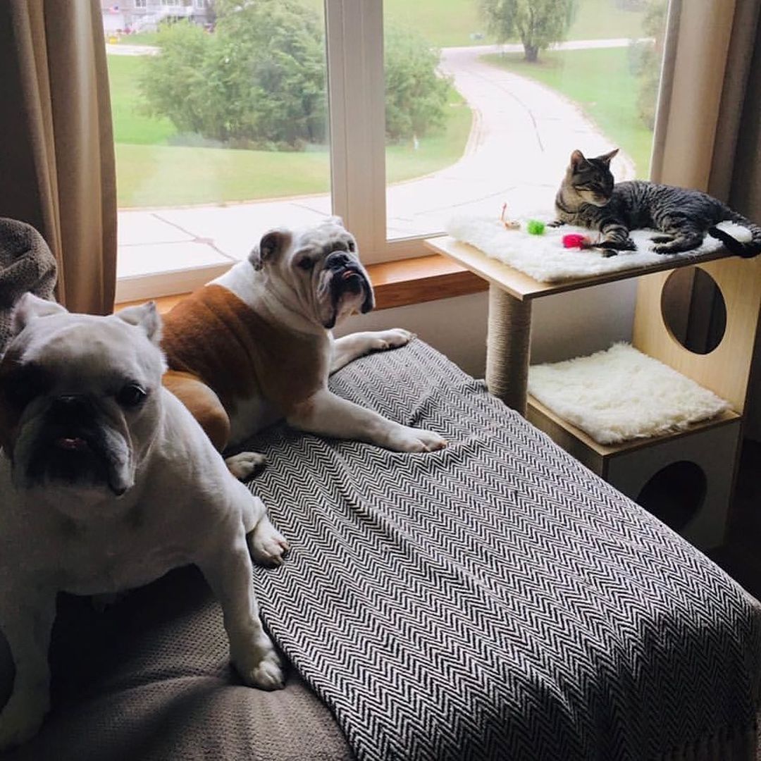 After 107 days, Norris (now Figaro or “Figgy”) was adopted last week - and he’s made an excellent transition to his new life already! He even enjoys hanging out with his new canine brother and sister ☺️🐕 Congratulations to this cutie and his forever family! 

<a target='_blank' href='https://www.instagram.com/explore/tags/adoptionday/'>#adoptionday</a> <a target='_blank' href='https://www.instagram.com/explore/tags/adoptedkitten/'>#adoptedkitten</a> <a target='_blank' href='https://www.instagram.com/explore/tags/happyadoptionday/'>#happyadoptionday</a> <a target='_blank' href='https://www.instagram.com/explore/tags/finally/'>#finally</a> <a target='_blank' href='https://www.instagram.com/explore/tags/thewaitisover/'>#thewaitisover</a> <a target='_blank' href='https://www.instagram.com/explore/tags/browntabby/'>#browntabby</a> <a target='_blank' href='https://www.instagram.com/explore/tags/browntabbycatsofinstagram/'>#browntabbycatsofinstagram</a> <a target='_blank' href='https://www.instagram.com/explore/tags/snugglycat/'>#snugglycat</a> <a target='_blank' href='https://www.instagram.com/explore/tags/affectionate/'>#affectionate</a> <a target='_blank' href='https://www.instagram.com/explore/tags/catdog/'>#catdog</a> <a target='_blank' href='https://www.instagram.com/explore/tags/catdogfriends/'>#catdogfriends</a> <a target='_blank' href='https://www.instagram.com/explore/tags/winonaareahumanesociety/'>#winonaareahumanesociety</a> <a target='_blank' href='https://www.instagram.com/explore/tags/wahs/'>#wahs</a> <a target='_blank' href='https://www.instagram.com/explore/tags/winona/'>#winona</a> <a target='_blank' href='https://www.instagram.com/explore/tags/humanesociety/'>#humanesociety</a> <a target='_blank' href='https://www.instagram.com/explore/tags/petadoption/'>#petadoption</a> <a target='_blank' href='https://www.instagram.com/explore/tags/foreverhome/'>#foreverhome</a> <a target='_blank' href='https://www.instagram.com/explore/tags/adoptdontshop/'>#adoptdontshop</a> <a target='_blank' href='https://www.instagram.com/explore/tags/chooseadoption/'>#chooseadoption</a> <a target='_blank' href='https://www.instagram.com/explore/tags/rescueismyfavoritebreed/'>#rescueismyfavoritebreed</a> <a target='_blank' href='https://www.instagram.com/explore/tags/rescuecats/'>#rescuecats</a> <a target='_blank' href='https://www.instagram.com/explore/tags/shelter/'>#shelter</a> <a target='_blank' href='https://www.instagram.com/explore/tags/shelterkitten/'>#shelterkitten</a> <a target='_blank' href='https://www.instagram.com/explore/tags/catsofinstagram/'>#catsofinstagram</a> <a target='_blank' href='https://www.instagram.com/explore/tags/kittensofinstagram/'>#kittensofinstagram</a> <a target='_blank' href='https://www.instagram.com/explore/tags/sheltercatsofinstagram/'>#sheltercatsofinstagram</a> <a target='_blank' href='https://www.instagram.com/explore/tags/kittengram/'>#kittengram</a>