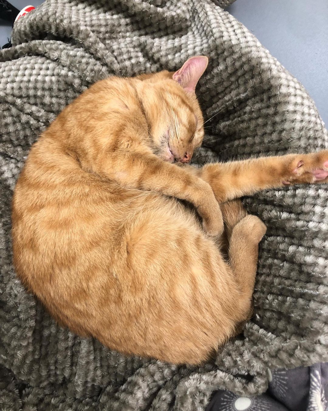 This is Little Boy! He is a very calm and sweet old soul who loves to keep you company while you study/work. We all know pet breaks while studying are the best!😻❤️
<a target='_blank' href='https://www.instagram.com/explore/tags/cats/'>#cats</a> <a target='_blank' href='https://www.instagram.com/explore/tags/adoptdontshop/'>#adoptdontshop</a> <a target='_blank' href='https://www.instagram.com/explore/tags/catadoption/'>#catadoption</a> <a target='_blank' href='https://www.instagram.com/explore/tags/catsofinstagram/'>#catsofinstagram</a> <a target='_blank' href='https://www.instagram.com/explore/tags/adopt/'>#adopt</a>