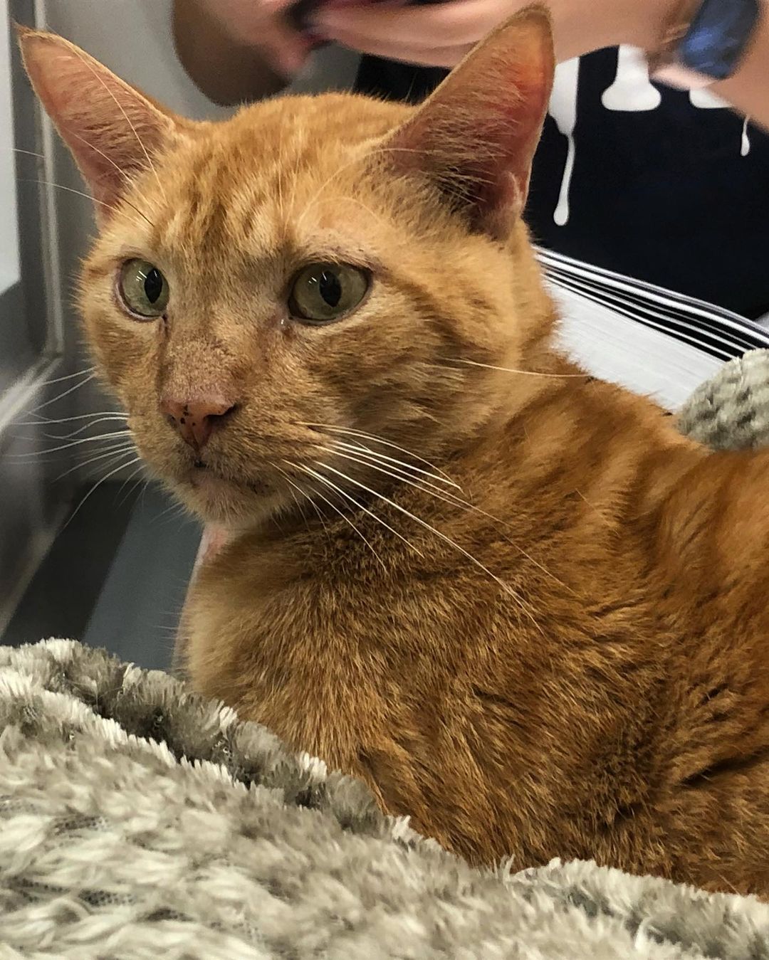 This is Little Boy! He is a very calm and sweet old soul who loves to keep you company while you study/work. We all know pet breaks while studying are the best!😻❤️
<a target='_blank' href='https://www.instagram.com/explore/tags/cats/'>#cats</a> <a target='_blank' href='https://www.instagram.com/explore/tags/adoptdontshop/'>#adoptdontshop</a> <a target='_blank' href='https://www.instagram.com/explore/tags/catadoption/'>#catadoption</a> <a target='_blank' href='https://www.instagram.com/explore/tags/catsofinstagram/'>#catsofinstagram</a> <a target='_blank' href='https://www.instagram.com/explore/tags/adopt/'>#adopt</a>