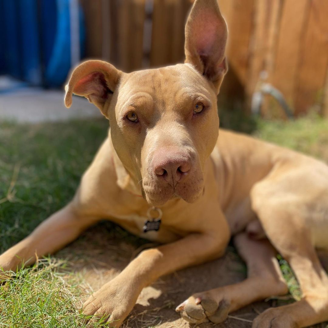 🌟 Meet Weston 🌟 

Weston’s life didn’t start out all that great. He was stranded off the I5 freeway, only relying on scraps from a nearby gas station and motel. This went on for months until we got notice of his existence. He was extremely cautious when it came to being leashed so we approached catching him a little differently. A little less traumatizing. <a target='_blank' href='https://www.instagram.com/explore/tags/success/'>#success</a>

We’ve learned so much about his wonderful personality! 

Weston is young. We put him at under 2 years of age. Very well mannered. Docile, friendly, quiet, loving, gentle, doesn’t mind being crated or kenneled. Extremely dog friendly! He has the most amazing qualities and will make a wonderful addition to a family ♡

He is due for a neuter and microchip in the next few weeks. We would love for Weston to find a foster-to -adopt home! 🏠 

If interested in adopting Weston, please send us a PM! 

<a target='_blank' href='https://www.instagram.com/explore/tags/pitbull/'>#pitbull</a> <a target='_blank' href='https://www.instagram.com/explore/tags/Weston/'>#Weston</a> <a target='_blank' href='https://www.instagram.com/explore/tags/asafefurrplace/'>#asafefurrplace</a> <a target='_blank' href='https://www.instagram.com/explore/tags/adopt/'>#adopt</a> <a target='_blank' href='https://www.instagram.com/explore/tags/thoseearstho/'>#thoseearstho</a>