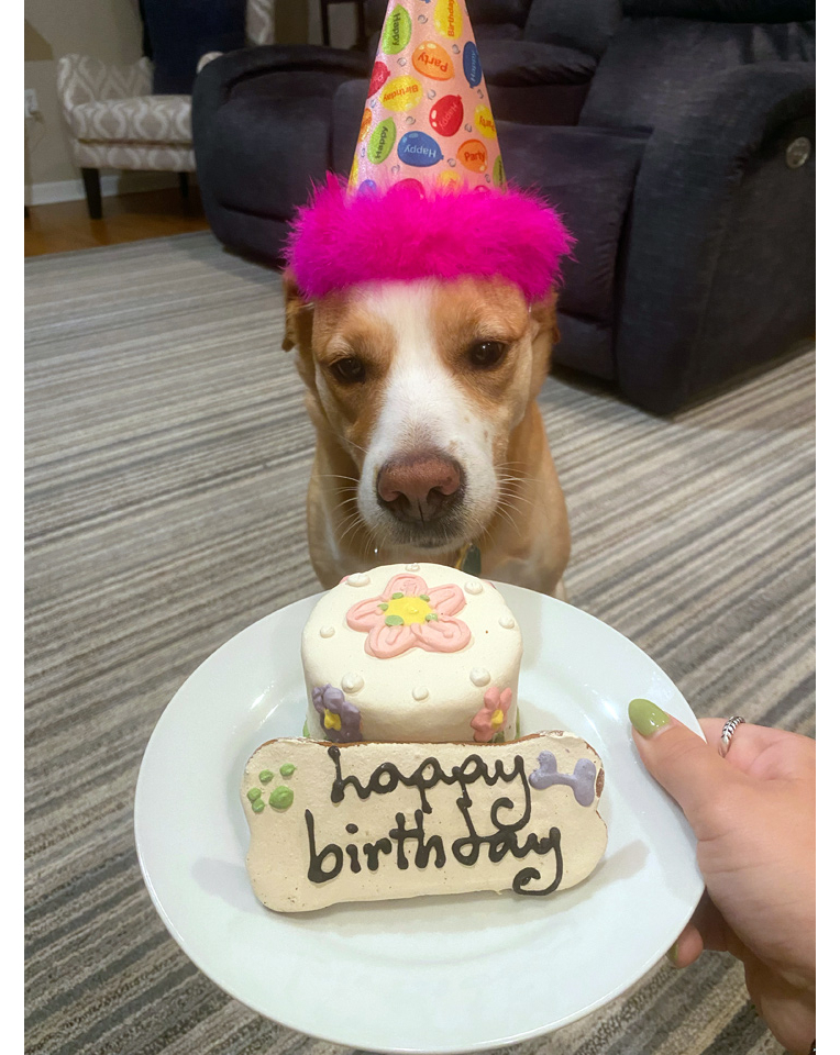 Happy birthday, Penny... hope your celebration was a special as you are! 🦴🎂🐾🥳🎉❤⁣
⁣
