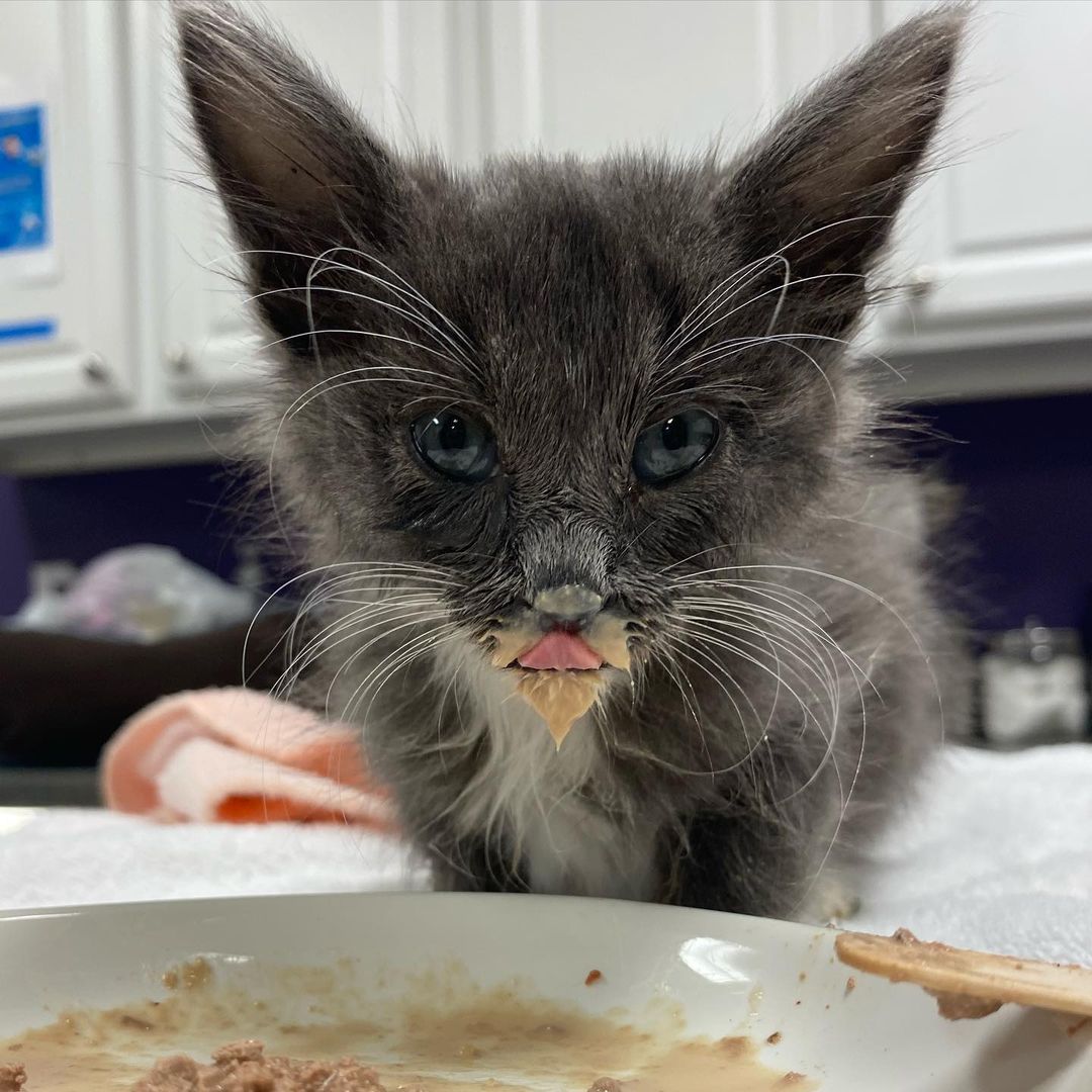 When the sick kitten finally starts to eat on his own we all jump for joy and hope he has turned a corner for the better <a target='_blank' href='https://www.instagram.com/explore/tags/shelterkitten/'>#shelterkitten</a> <a target='_blank' href='https://www.instagram.com/explore/tags/kittenfood/'>#kittenfood</a> <a target='_blank' href='https://www.instagram.com/explore/tags/smolboi/'>#smolboi</a> <a target='_blank' href='https://www.instagram.com/explore/tags/babykitty/'>#babykitty</a> <a target='_blank' href='https://www.instagram.com/explore/tags/kittenrescue/'>#kittenrescue</a>