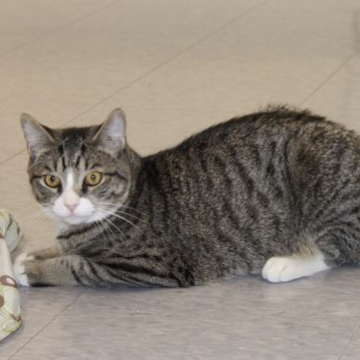 Lucky is a beautiful young tabby boy with silky, soft fur and the longest tail we've ever seen! He LOVES to be with people and never misses an opportunity to be part of any social activity. He's polite, but he's not shy so be ready for a quick meow just to remind you he's available for petting, playing and a shower of attention. He doesn't mind being carried if you don't mind giving him a lift on occasion and he's not fussy about sharing his space with another friendly feline...though this boy is all the love you need. Will you adopt him? <a target='_blank' href='https://www.instagram.com/explore/tags/adoptablecats/'>#adoptablecats</a> <a target='_blank' href='https://www.instagram.com/explore/tags/rescuecats/'>#rescuecats</a> <a target='_blank' href='https://www.instagram.com/explore/tags/caturdayeve/'>#caturdayeve</a>