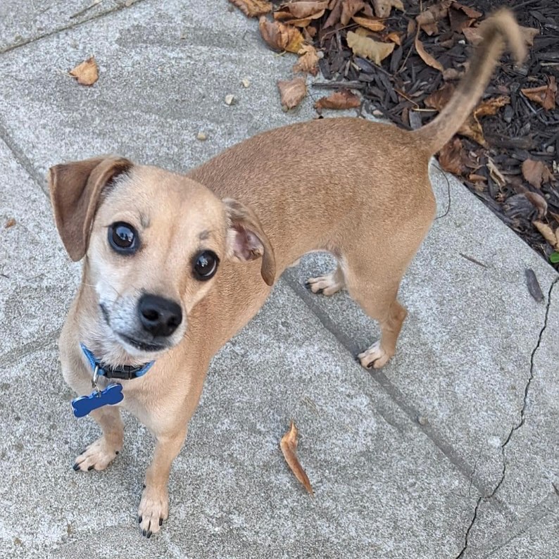 Look at that face 💙💚 Nacho will be at Woof Life today in Crown Point.  Come out and visit if you would like to meet him or bring a furry friend and take a Halloween picture.  It’s going to be a fun day 👻