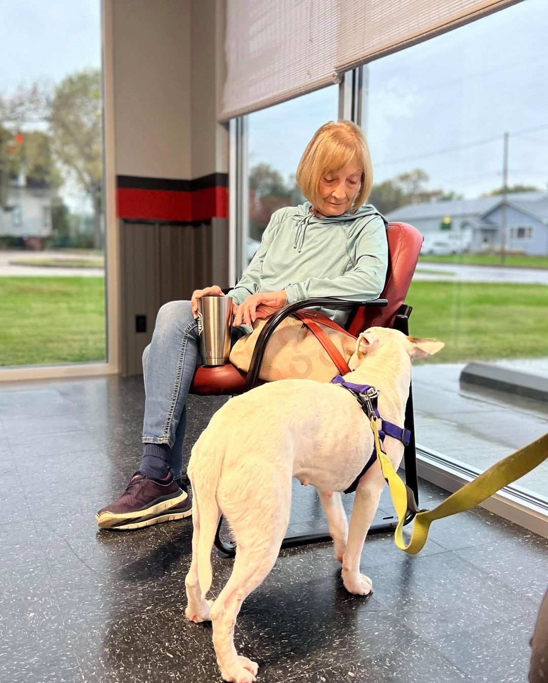 <a target='_blank' href='https://www.instagram.com/explore/tags/winterintakesarecoming/'>#winterintakesarecoming</a> Marley heading to her new home in Minnesota 🙏🏼 <a target='_blank' href='https://www.instagram.com/explore/tags/ittakesavillage/'>#ittakesavillage</a> <a target='_blank' href='https://www.instagram.com/explore/tags/bullterrierrescue/'>#bullterrierrescue</a>