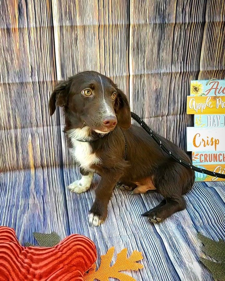 ✨Meet Torino✨

Torino is a gorgeous 🍫chocolate brown and he will melt your heart when he looks at you with his honey🍯 colored eyes. He is a tad bit bigger than his brother Maverick but very much still a small dog. If you are interested in adopting Torino, check him out by clicking the link in our bio.