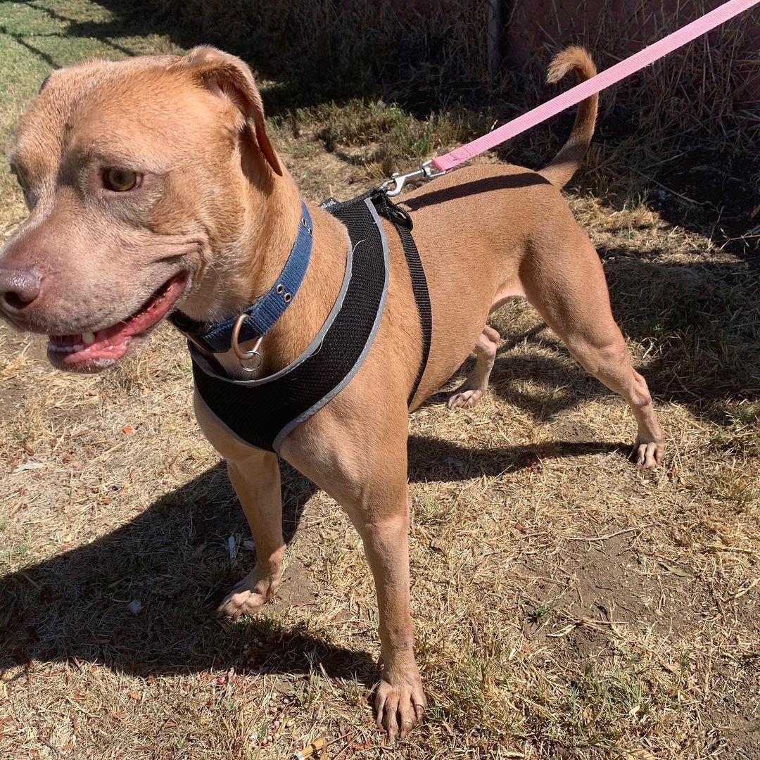 Kaipo is a little bitty Pittie X that desperately needs a Foster Home!  He is about 1.5 years old, house-trained, knows sit, shake, down, and heel when walking. Needs a place where he can RUN as he is still a puppy and has energy. He’s currently in a temporary situation, but we need him moved ASAP. If you can FOSTER, please let us know by texting  your email address to: 760-428-2044 for A Foster Application. Great Pup in Desperate Need of a place to lay his head at night and a yard to run off his excess energy!!