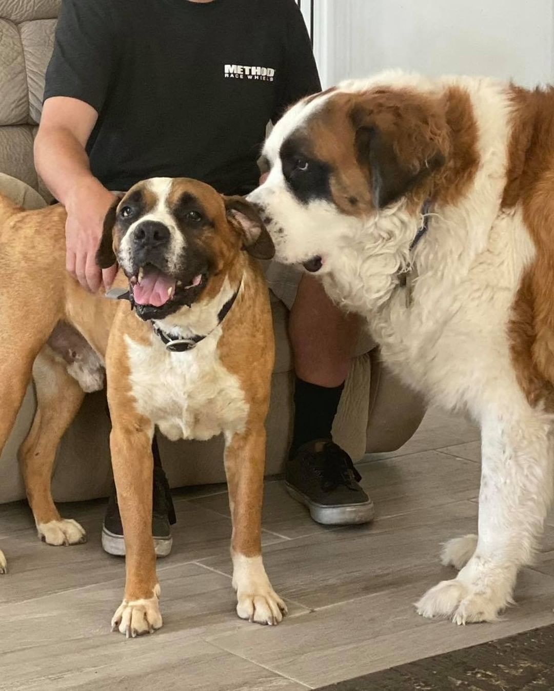 $5 Friday to benefit Mauricio! 

Mauricio is a Boxer mix who came to us in rough shape, skin issues, eye issues, and an old leg injury, and despite all that the best attitude. 

His medical care alone has cost upwards of $1,500, and we’re already struggling to cover normal medical care 😓

Mauricio is also available for adoption, so please help share this post so we can find him the amazing home he deserves! 
He is a great dog, super laid back, friendly and just looking for a home to love him.