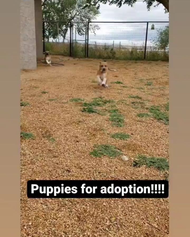 Flora and Poppy are adorable cattle dog mixes looking for their forever homes! They are such loving sweet girls ❤️