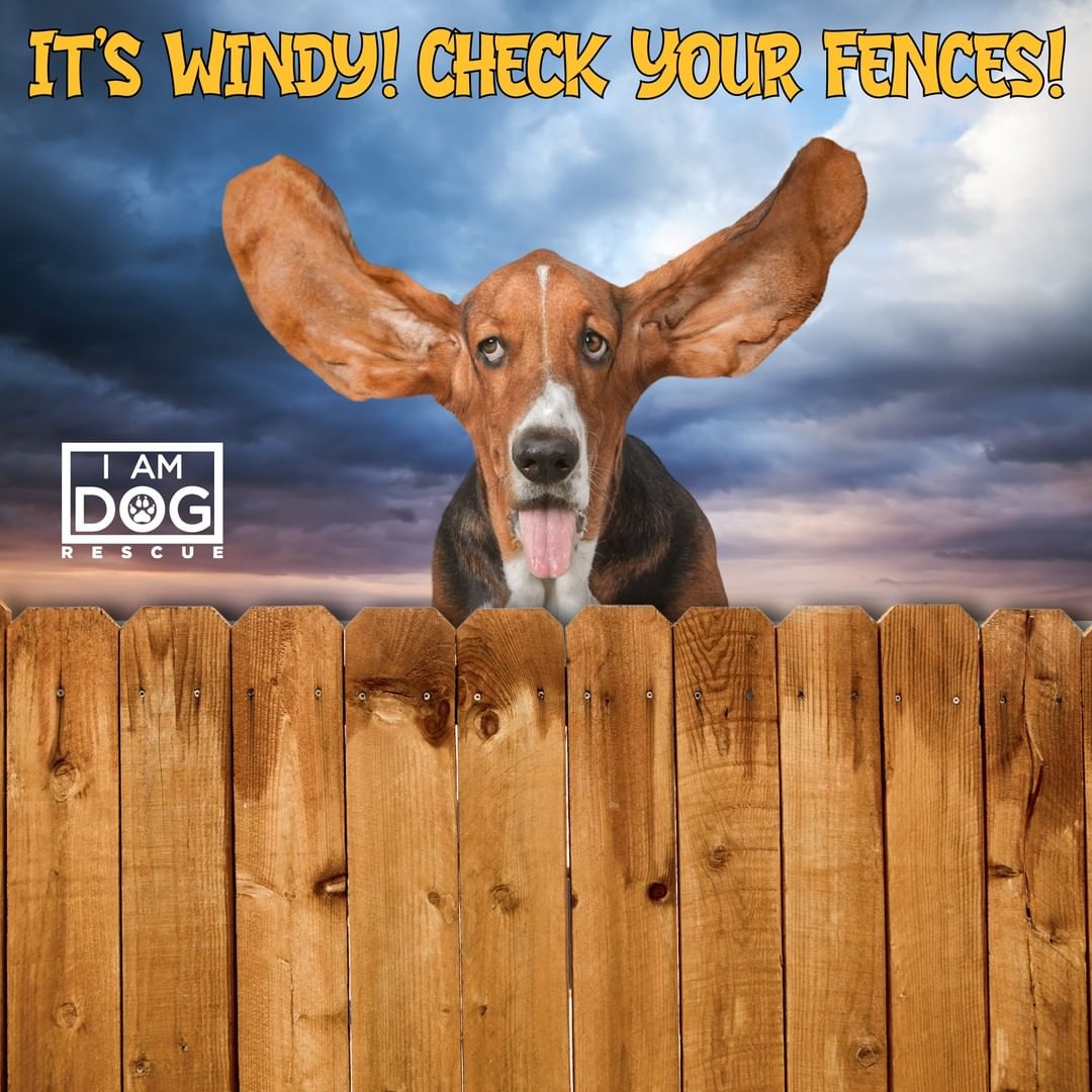 🌩💨 North Texas Storms 💨🌩
North Texas friends, we're in for some high winds this evening. Please be sure to check your fences and gates before letting your furry family members out before you go to bed or when you wake up. 🐶 Stay safe, everyone!
<a target='_blank' href='https://www.instagram.com/explore/tags/secureyourfence/'>#secureyourfence</a> <a target='_blank' href='https://www.instagram.com/explore/tags/keepyourpupssafe/'>#keepyourpupssafe</a> <a target='_blank' href='https://www.instagram.com/explore/tags/ntxweather/'>#ntxweather</a> <a target='_blank' href='https://www.instagram.com/explore/tags/windy/'>#windy</a>