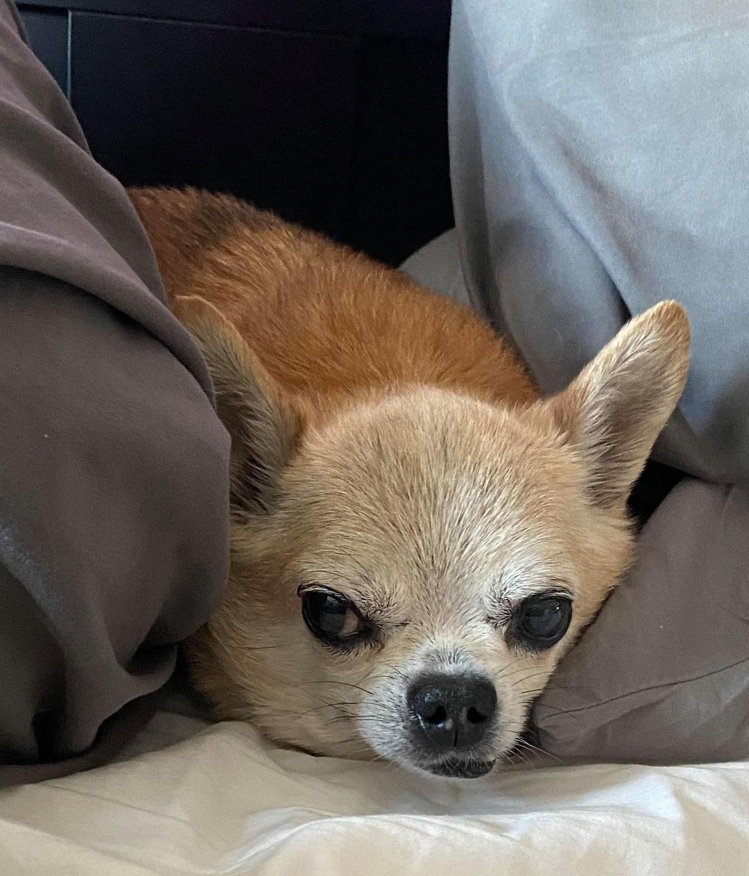 ADOPT TINY!!

Tiny’s an 11yo 8lb Chi mix. He’s calm, not in his face dog friendly and kid 12+ friendly. He chases cats so no cats. He is house and pee pad trained. He’s used to a secure fenced in yard and not a fan of the leash. He is a bed potato and likes to chill on his own in a bed, since not the cuddly dog type or at least not that has been seen in his active foster home. He may want to sit with his person but doesn’t like being touched.

Tiny MUST have a home with secured fenced in yard, NO cats and if any dogs’ ones that are not in his face or interact, people who are not expecting him to be cuddly, allow him to chill his way, and are committed to his low-calorie diet. If you DO NOT fit this please DO NOT put an application in. We will not call anyone not a fit. Also, we will be concentrating on local to foster applications 1st since home checks and meets with all humans and animals in home is needed at meet. Our fosters are all volunteers so aren’t always able to travel too far.

Tiny’s neutered, vaccinated, HW negative and microchipped. He has No teeth and a collapsed trachea; he coughs when he is not on his low-calorie diet to keep his weight down. Currently foster in Marlton, NJ Apply at www.tprescue.org